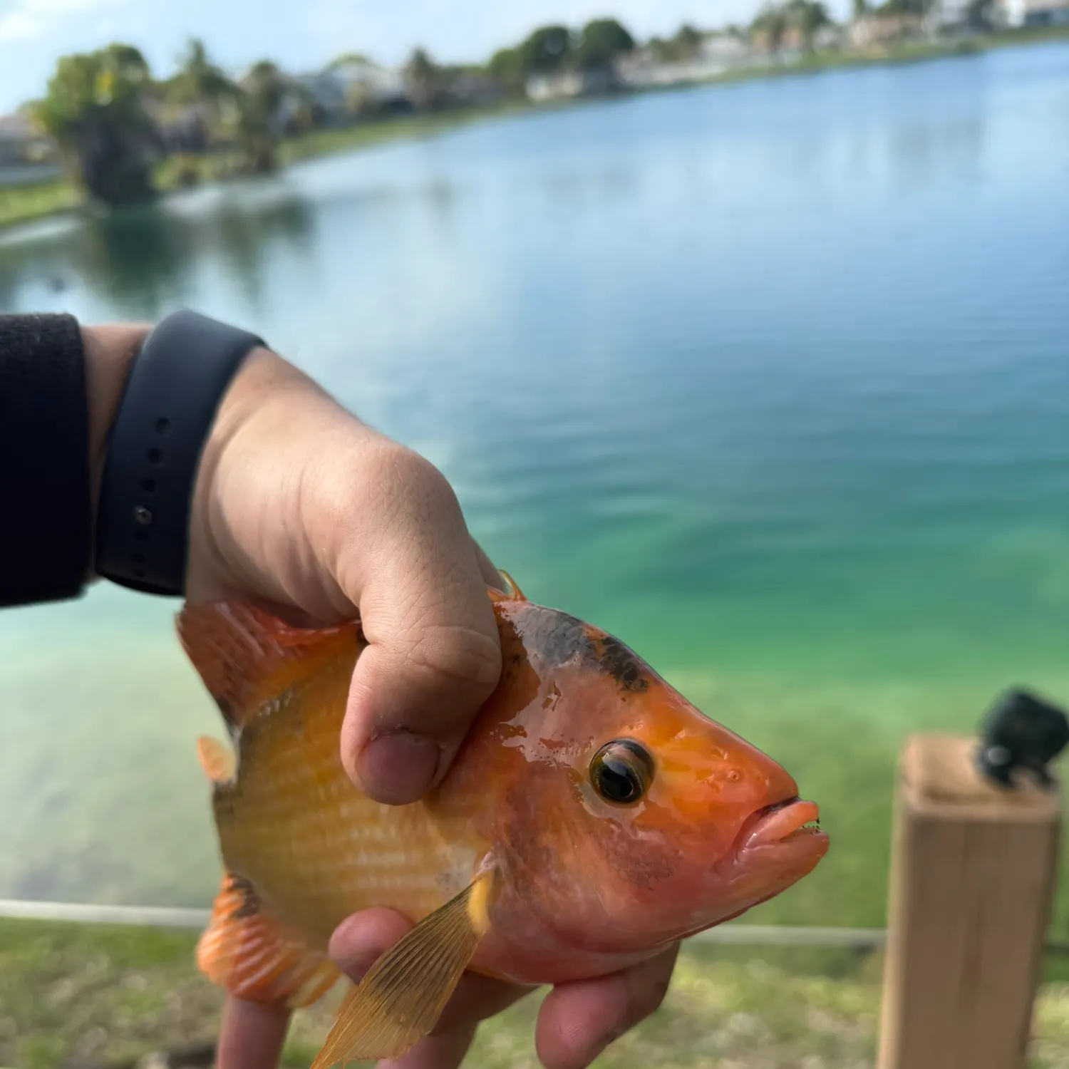 most liked catch image