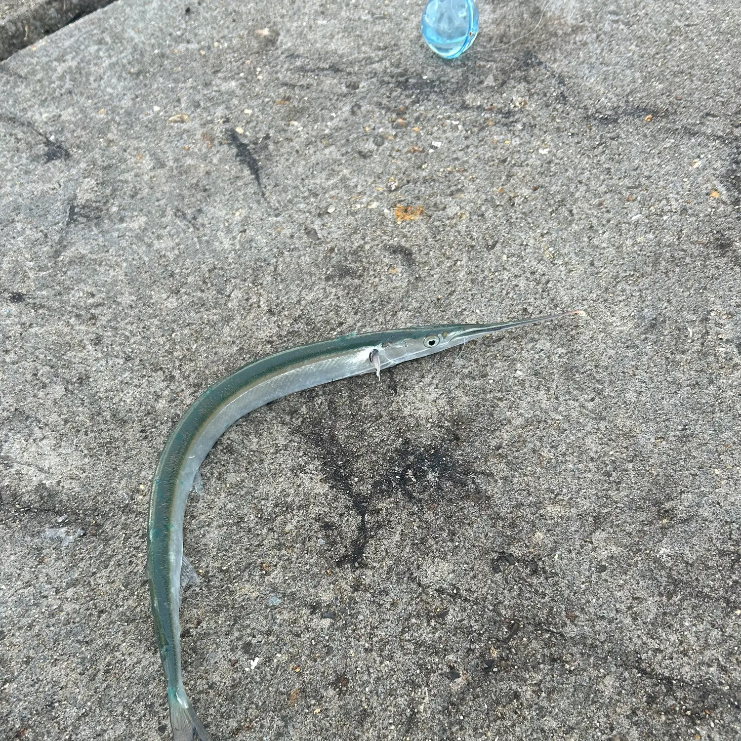 The most recent European garfish catches on Fishbrain