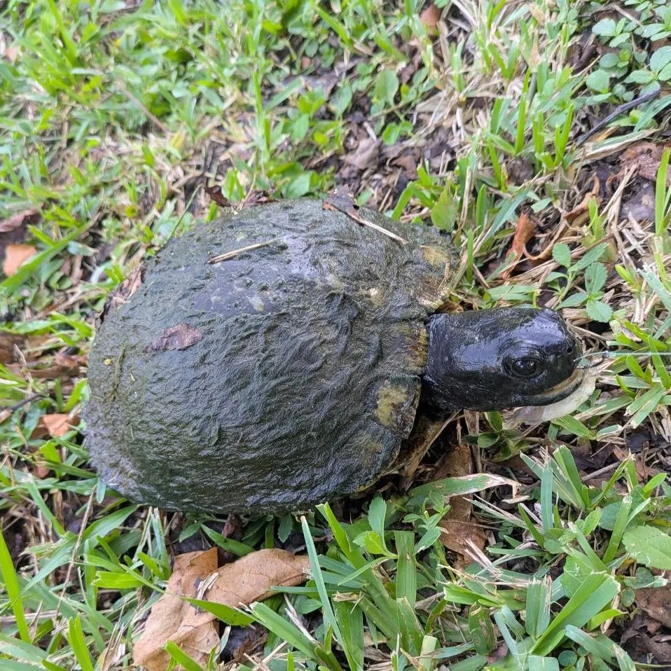 The most recent River cooter turtle catches on Fishbrain