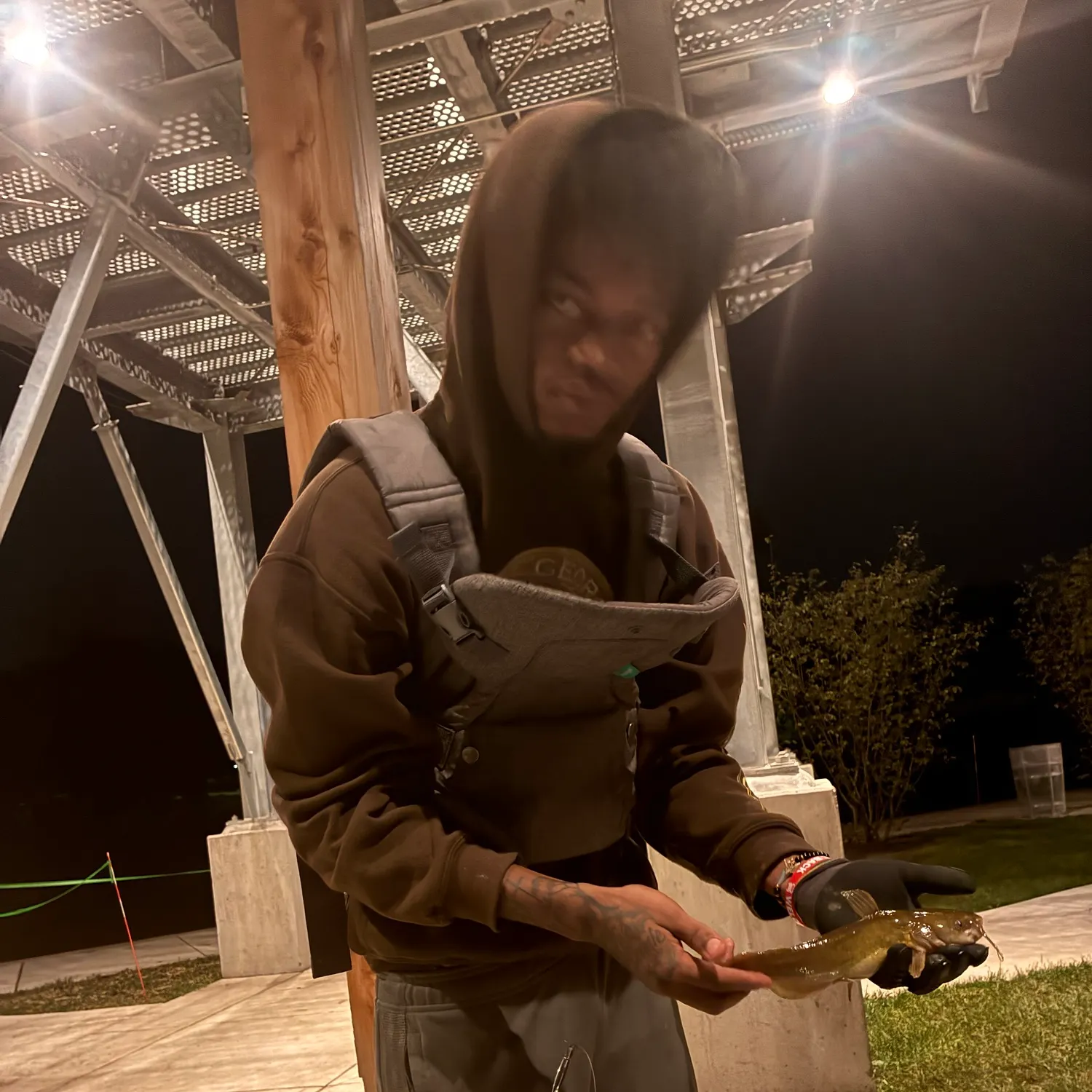 Yellow bullhead caught on Fishbrain