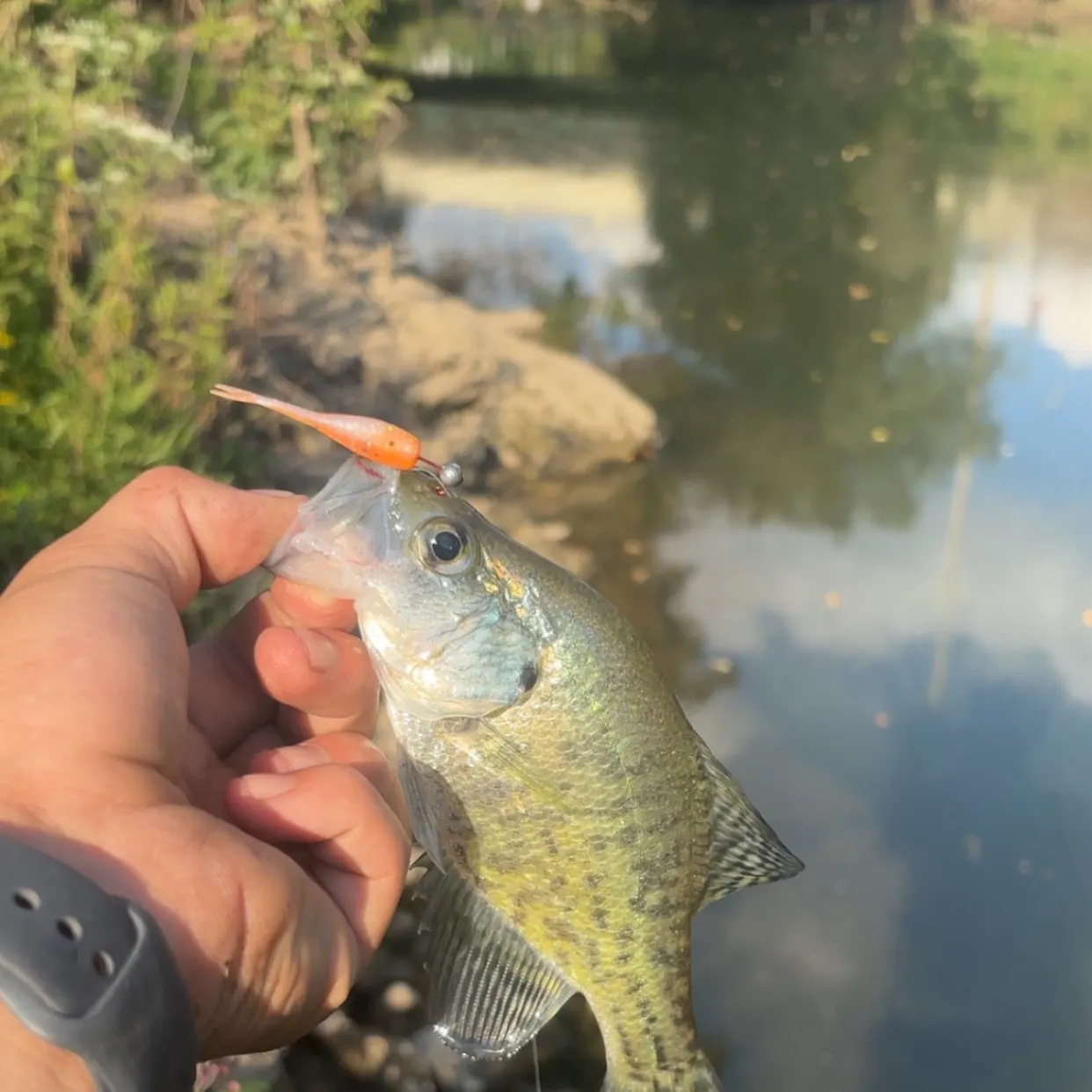 White crappie caught on Fishbrain