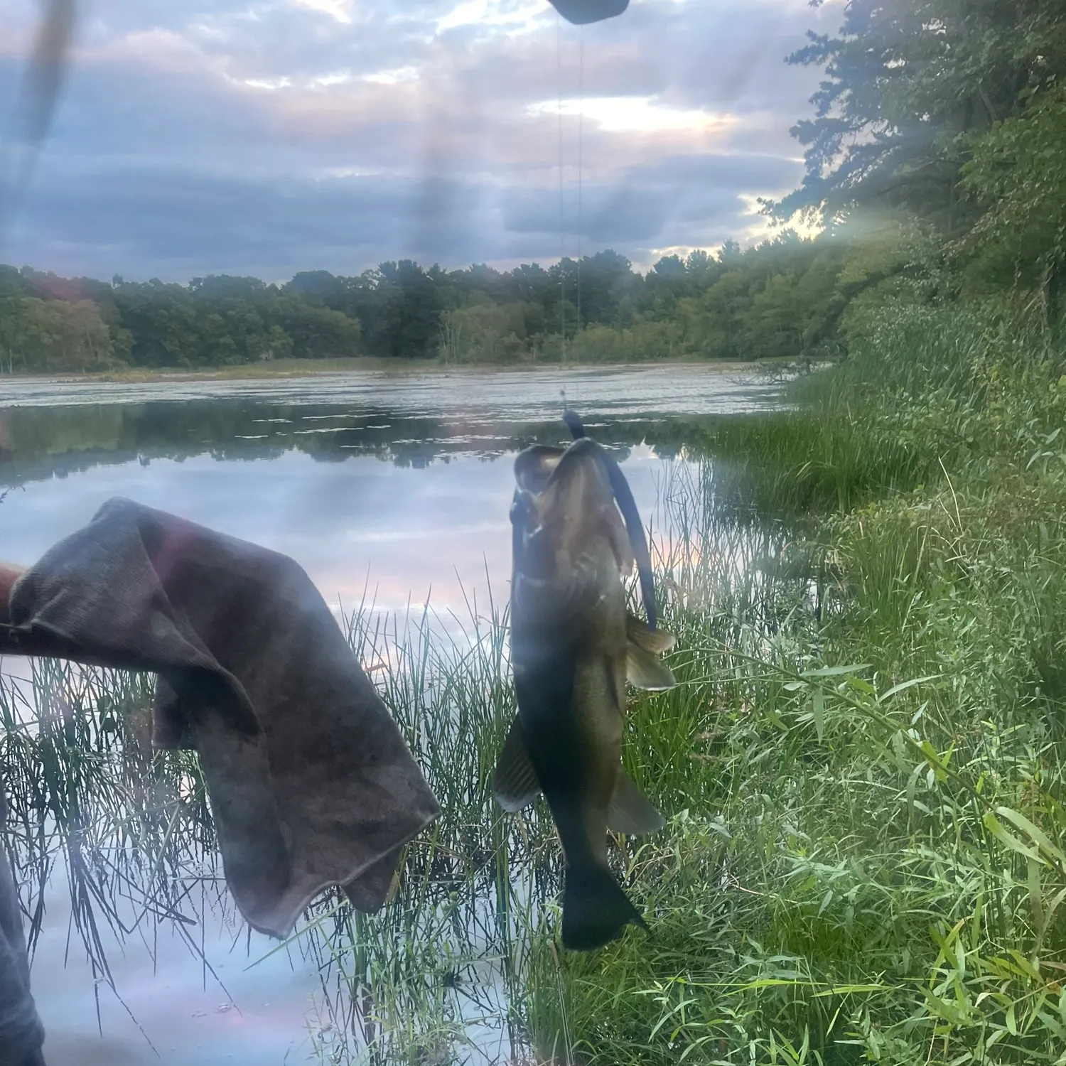 Largemouth bass caught on Fishbrain