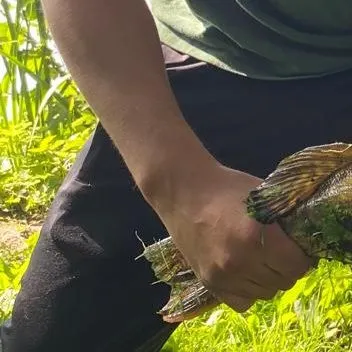 Northern pike caught on Fishbrain