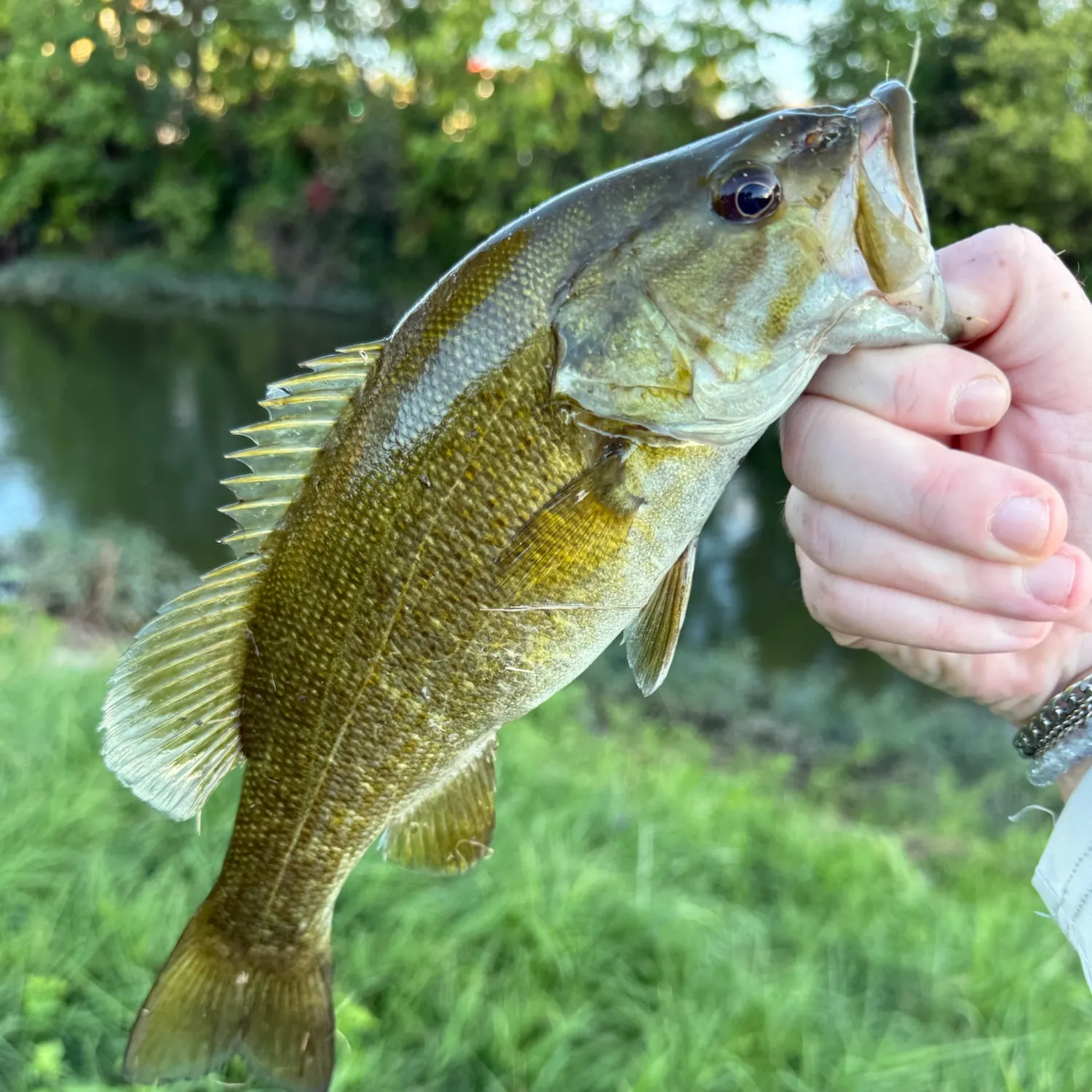 Smallmouth bass caught on Fishbrain