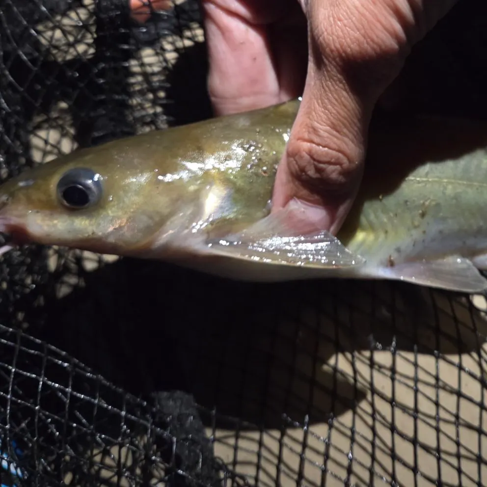 Channel catfish caught on Fishbrain