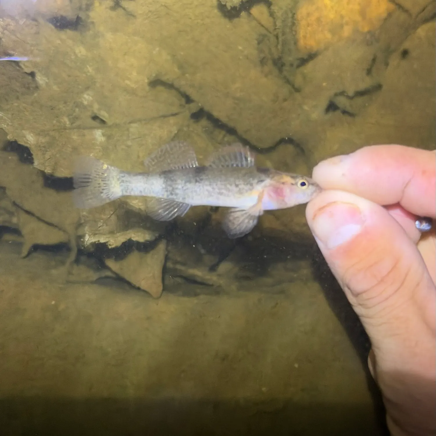 Sawcheek darter caught on Fishbrain