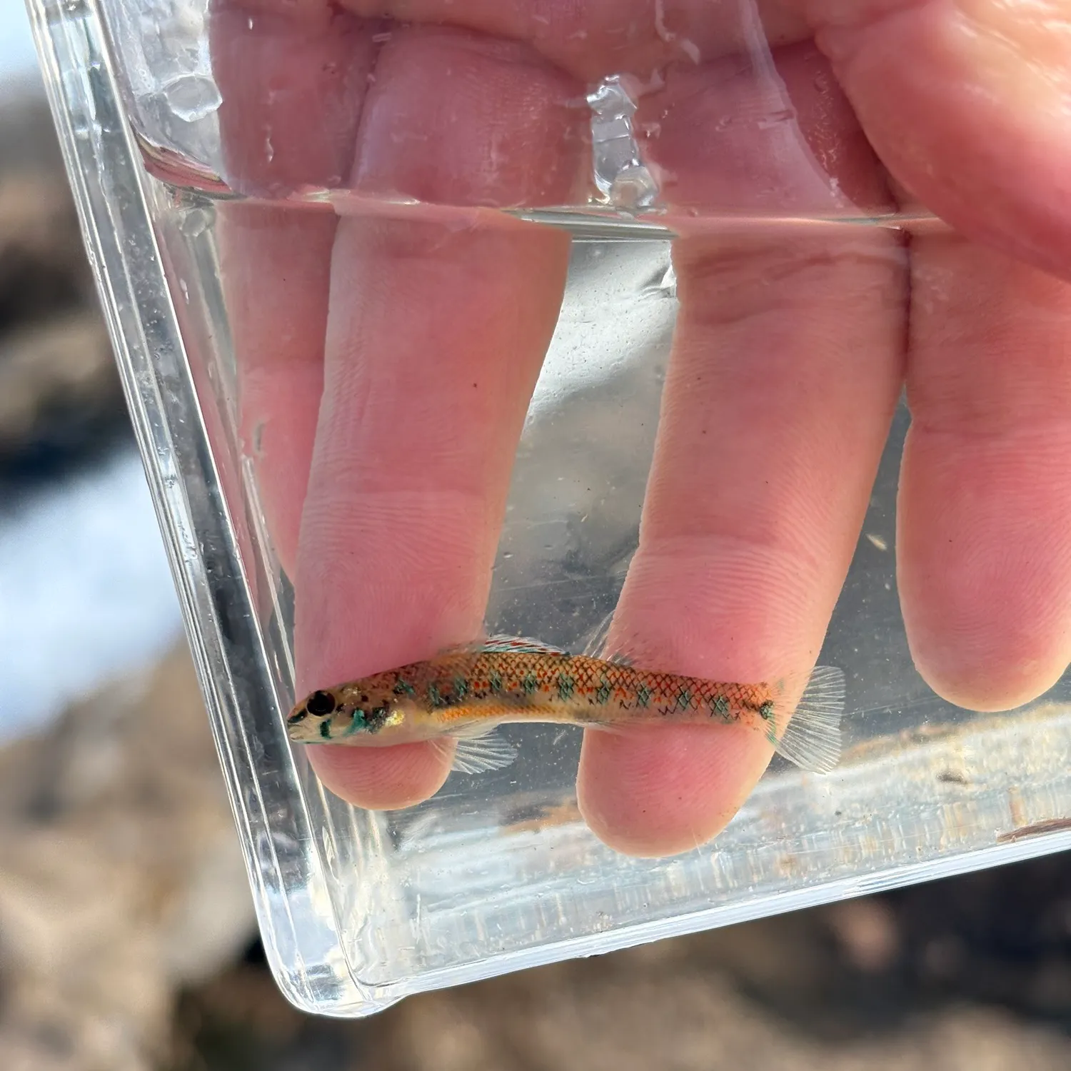 The most recent Speckled dace catches on Fishbrain