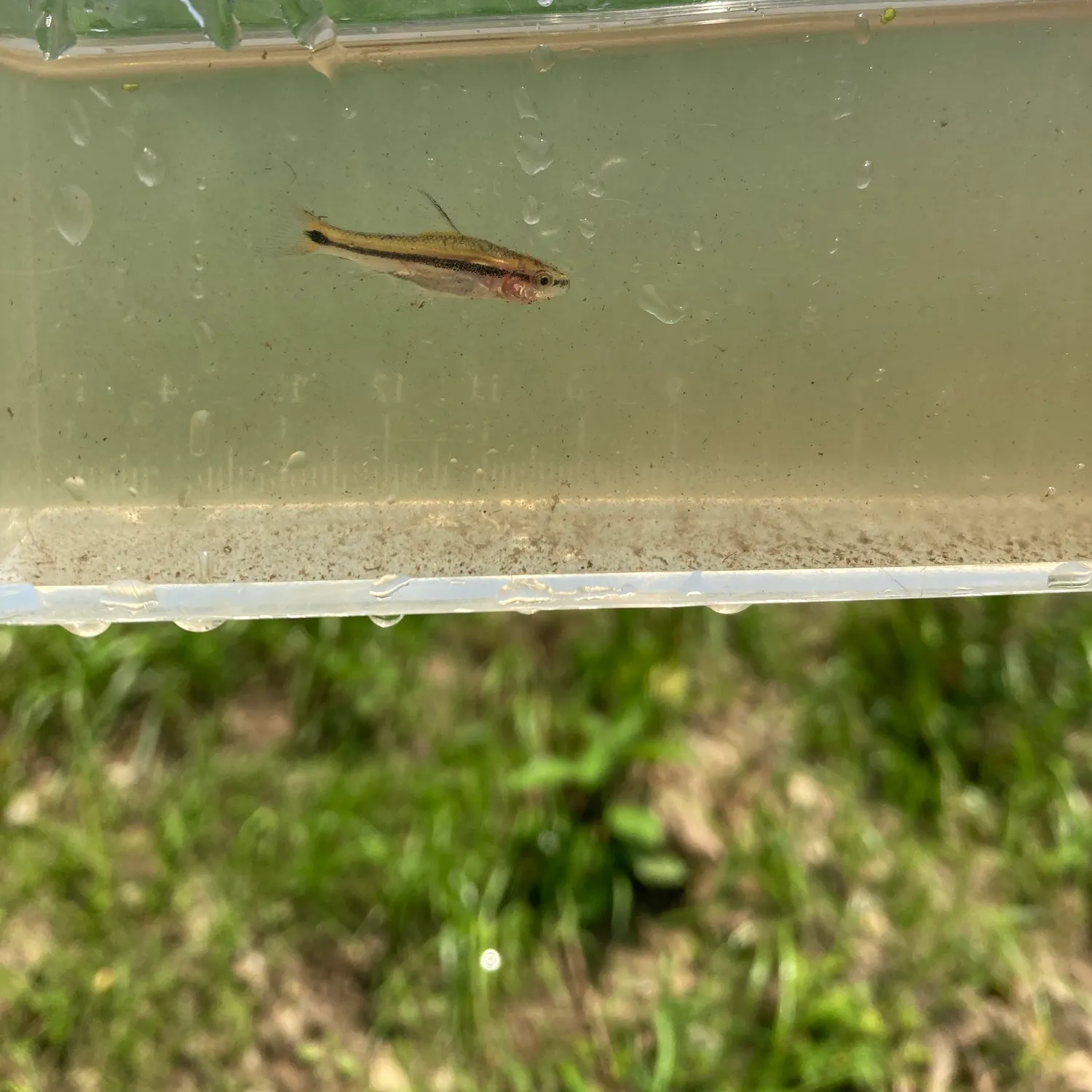 The most recent Lake chubsucker catches on Fishbrain