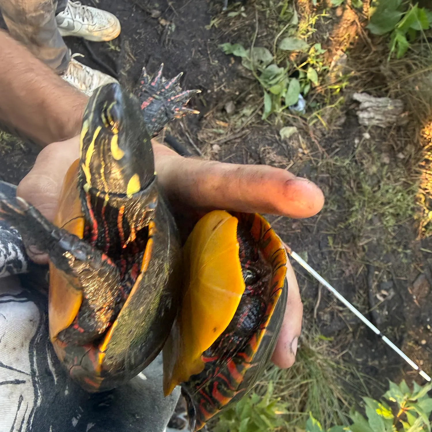 Painted turtle caught on Fishbrain
