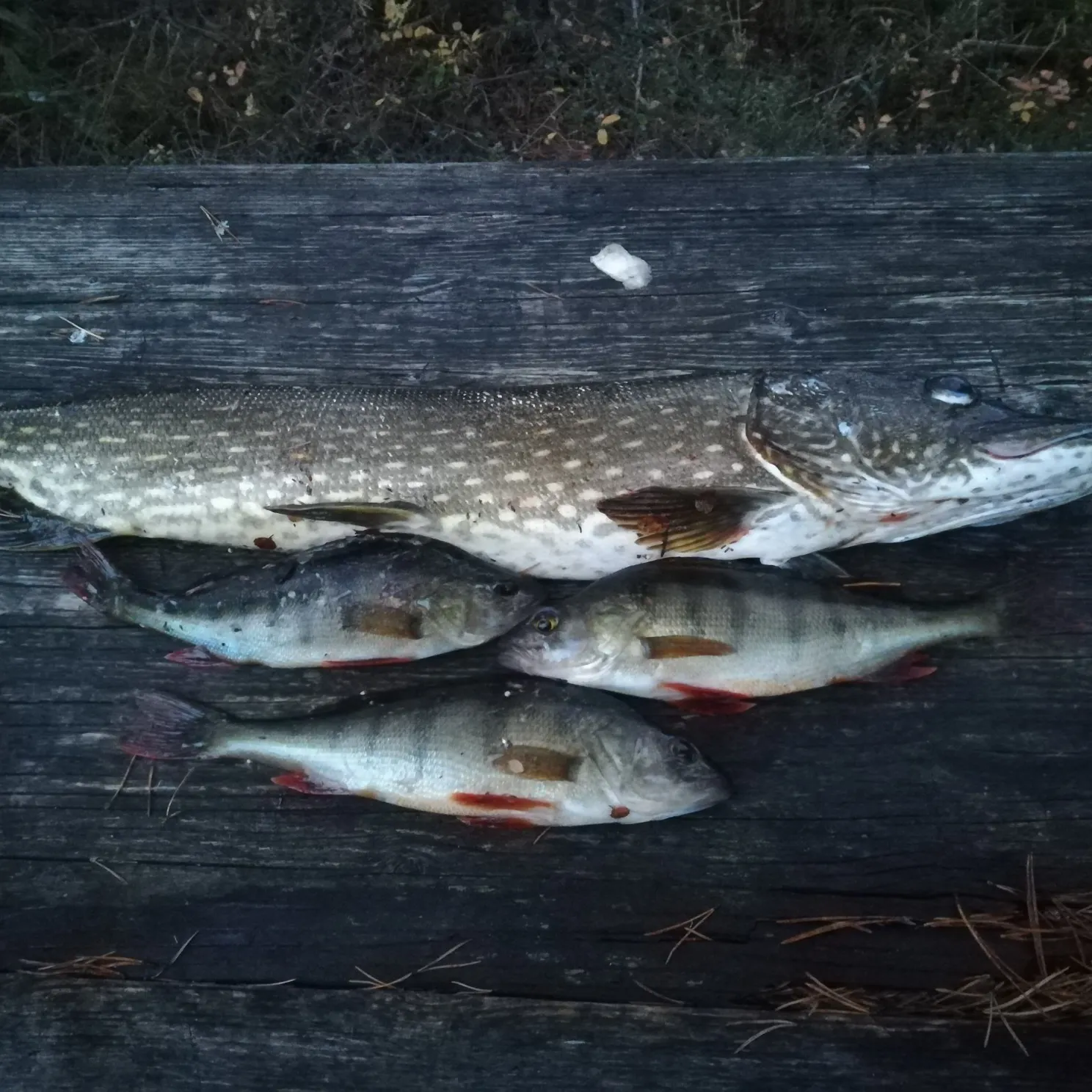 recently logged catches