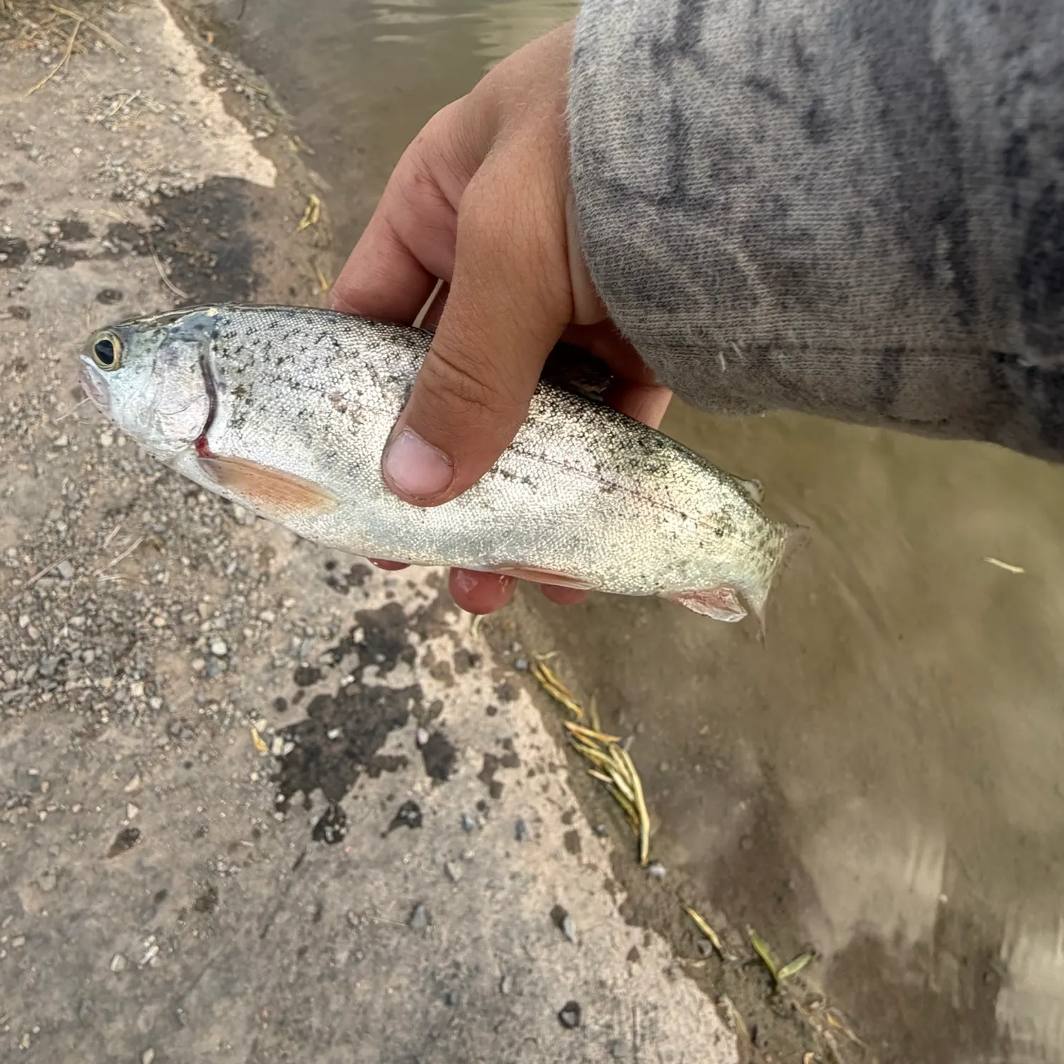 Rainbow trout caught on Fishbrain