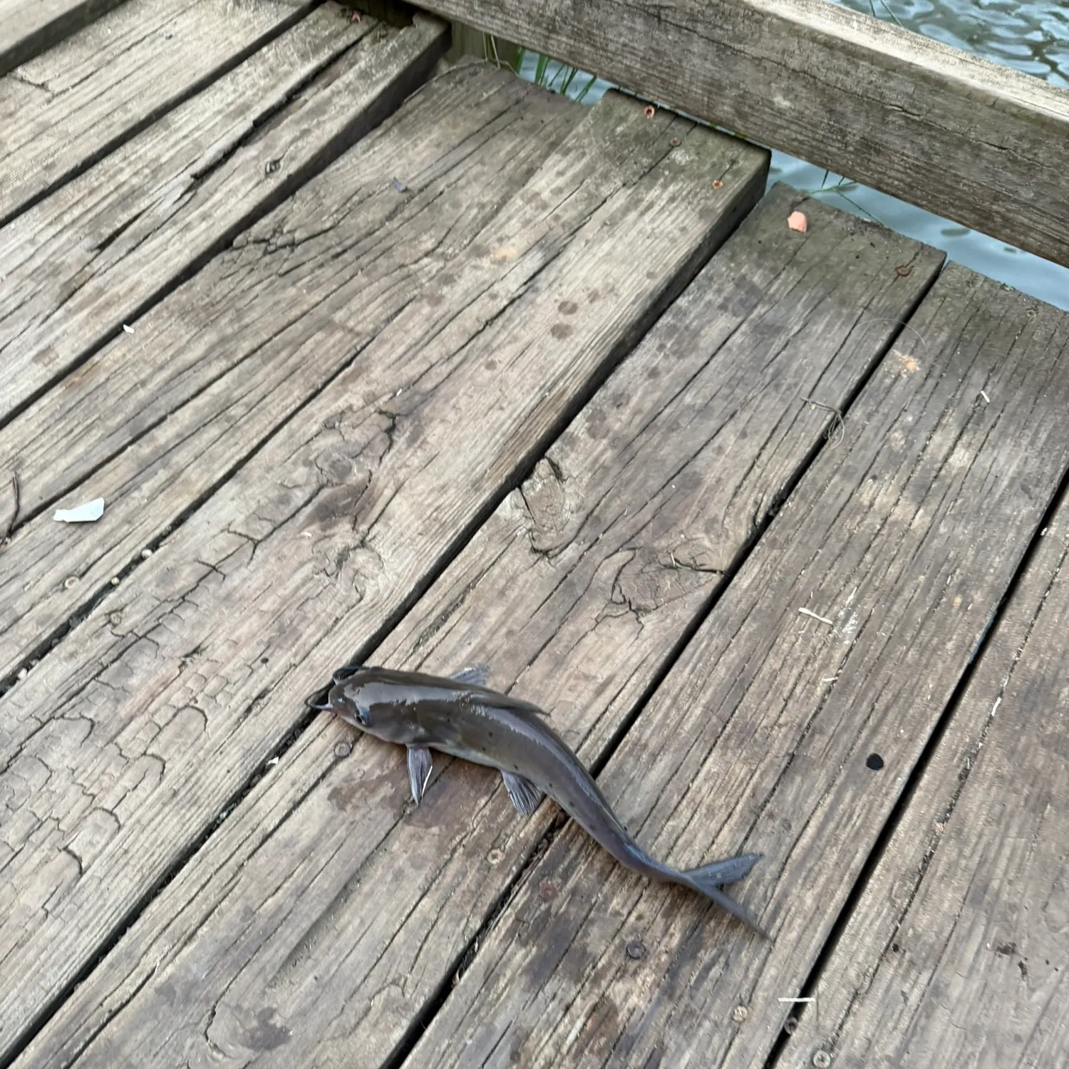 Black bullhead caught on Fishbrain
