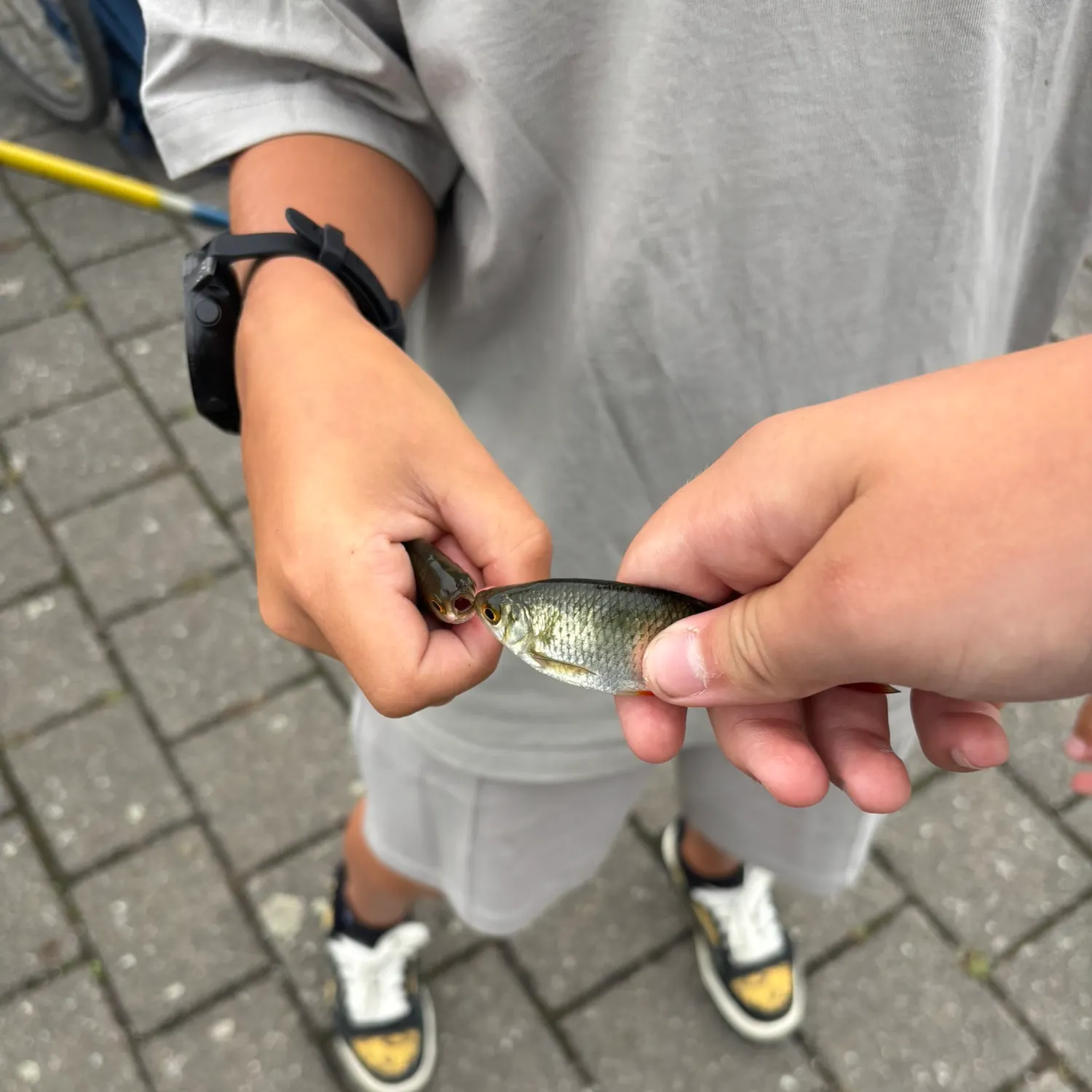 Common rudd caught on Fishbrain