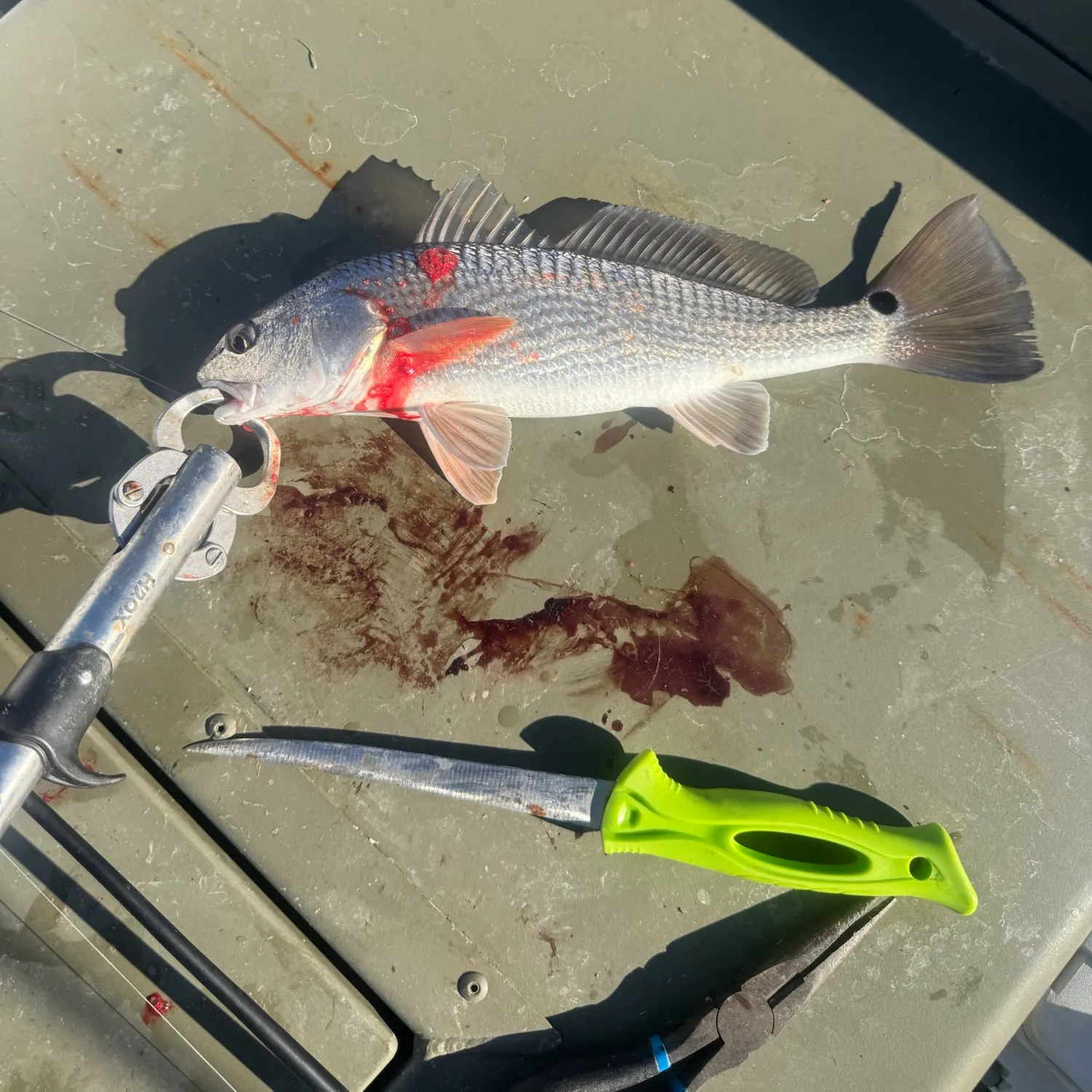 Red drum caught on Fishbrain