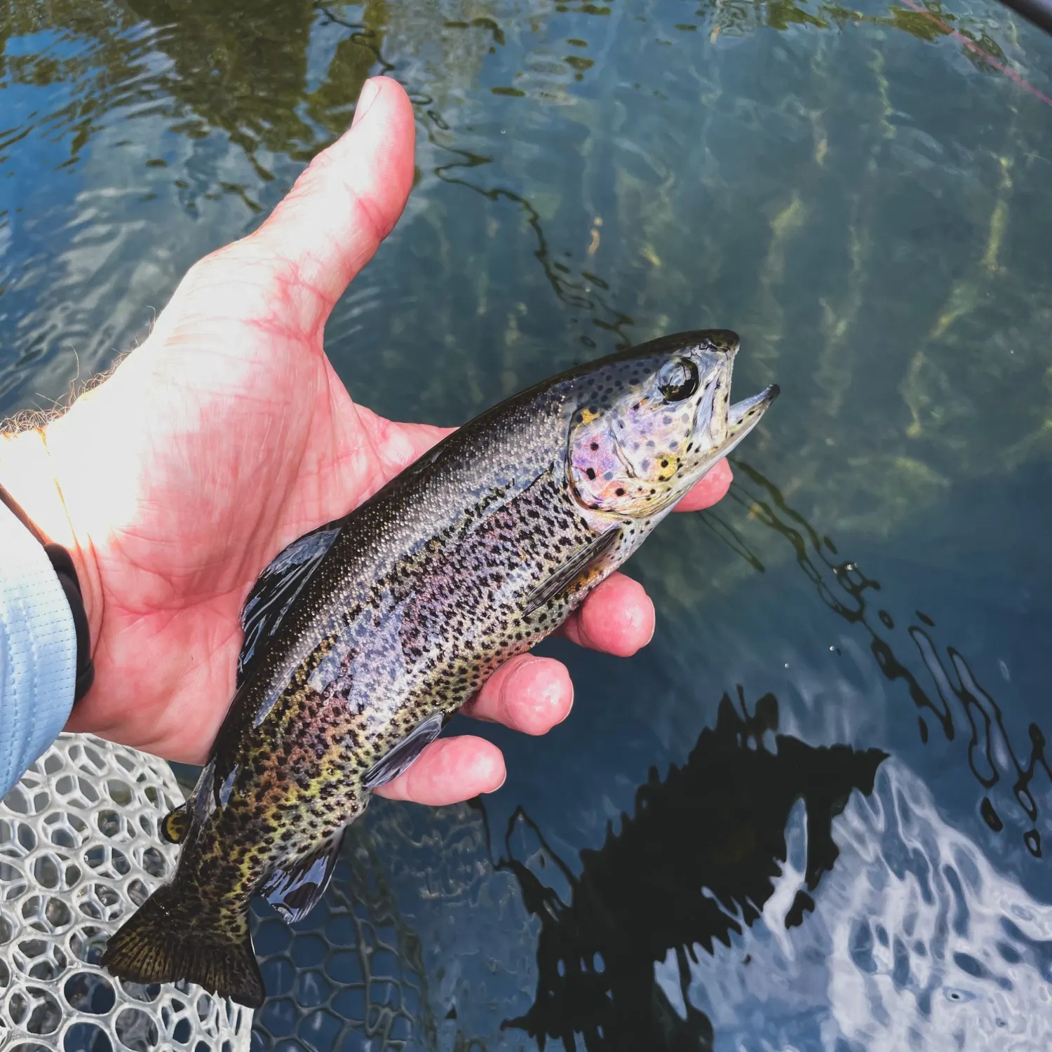 Rainbow trout caught on Fishbrain