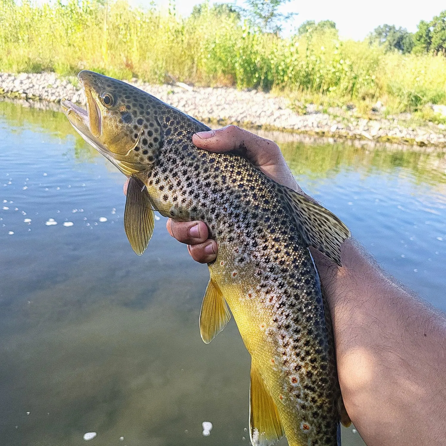 The most recent Brown trout catches on Fishbrain