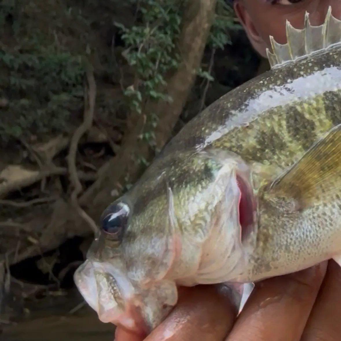 The most recent Alabama bass catches on Fishbrain