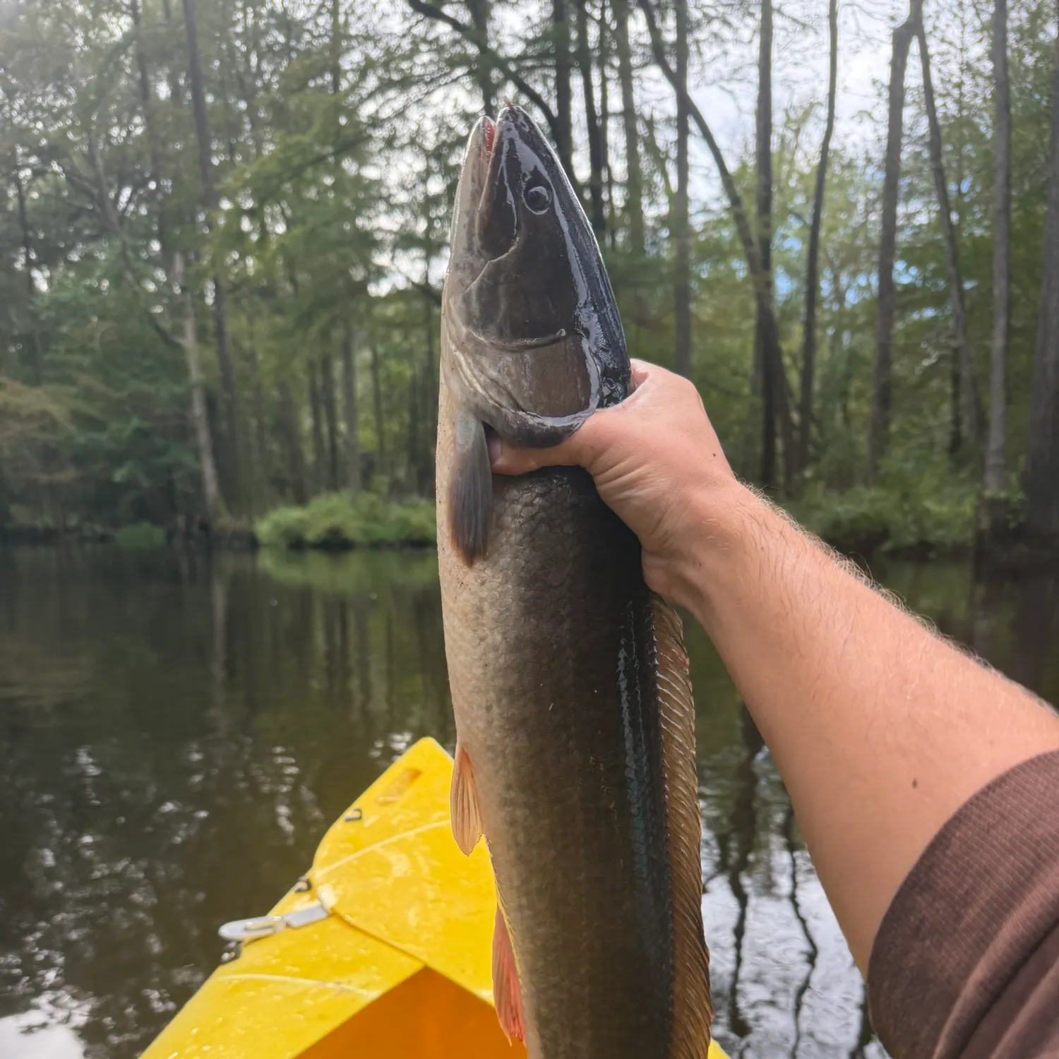The most recent Ruddy bowfin catches on Fishbrain