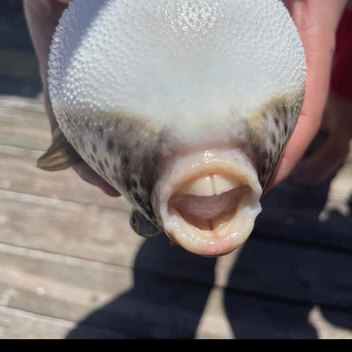 The most recent Milkspotted puffer catches on Fishbrain