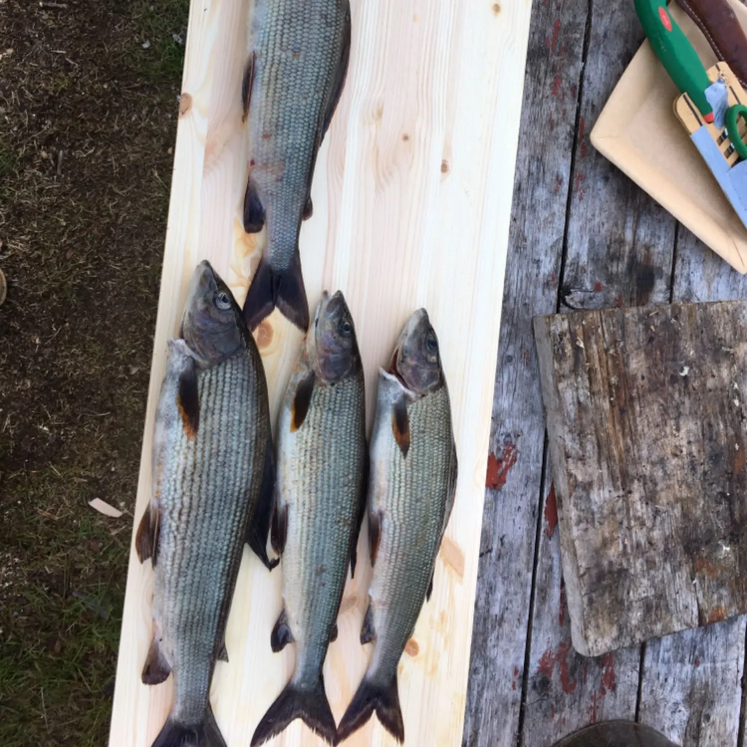 recently logged catches