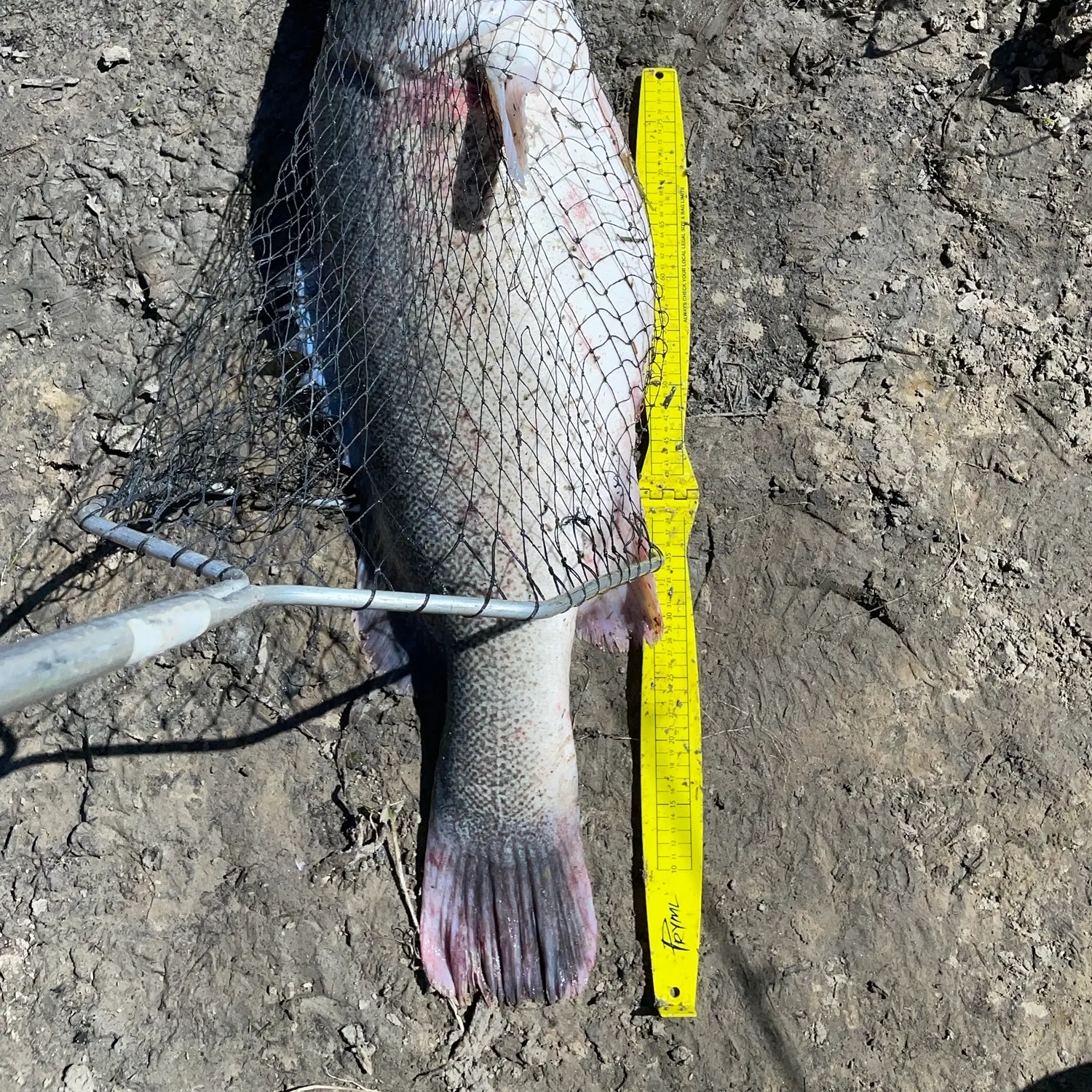 Murray cod caught on Fishbrain