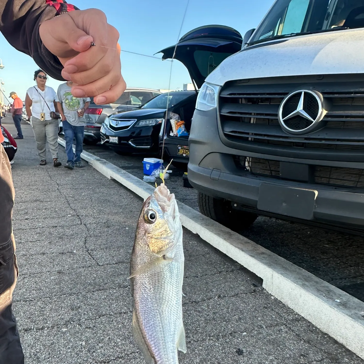 White croaker caught on Fishbrain