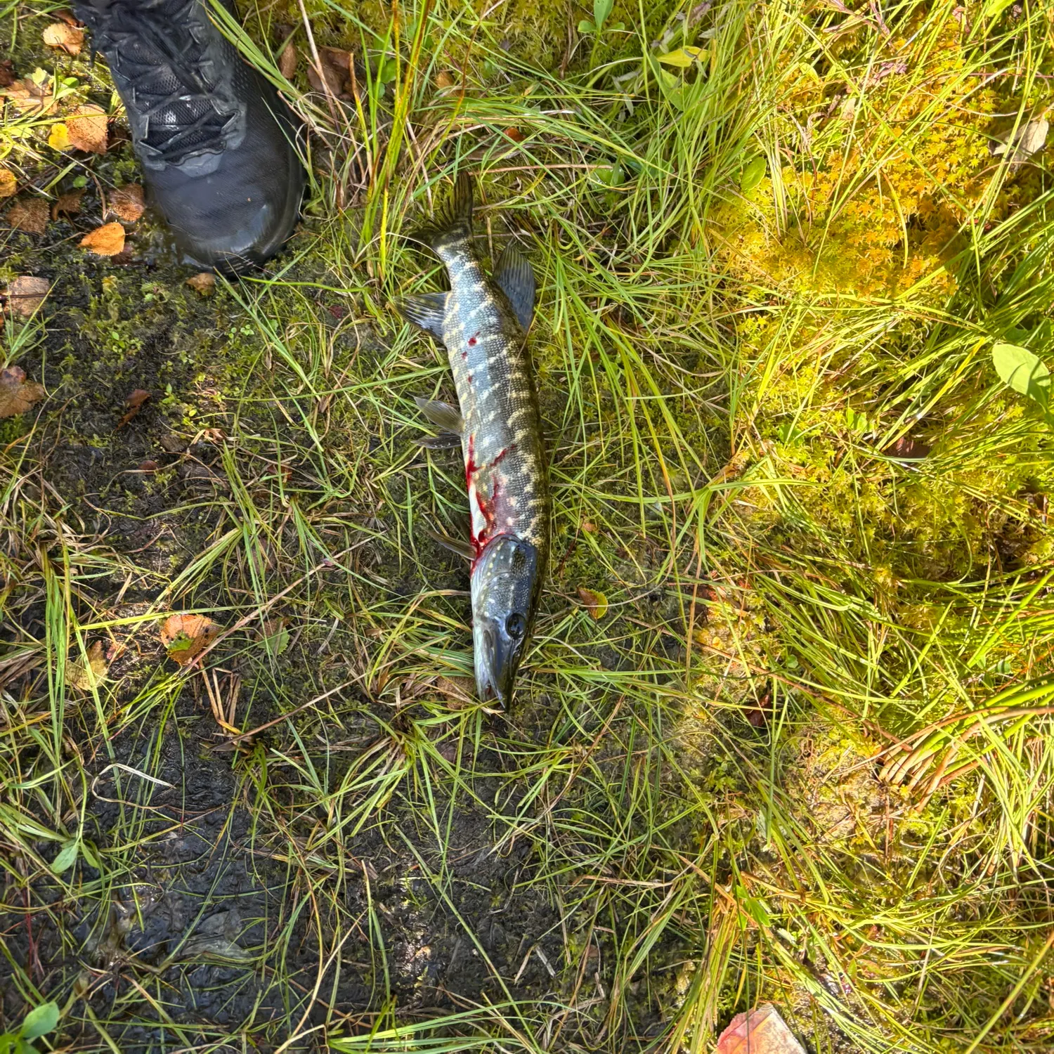 Northern pike caught on Fishbrain
