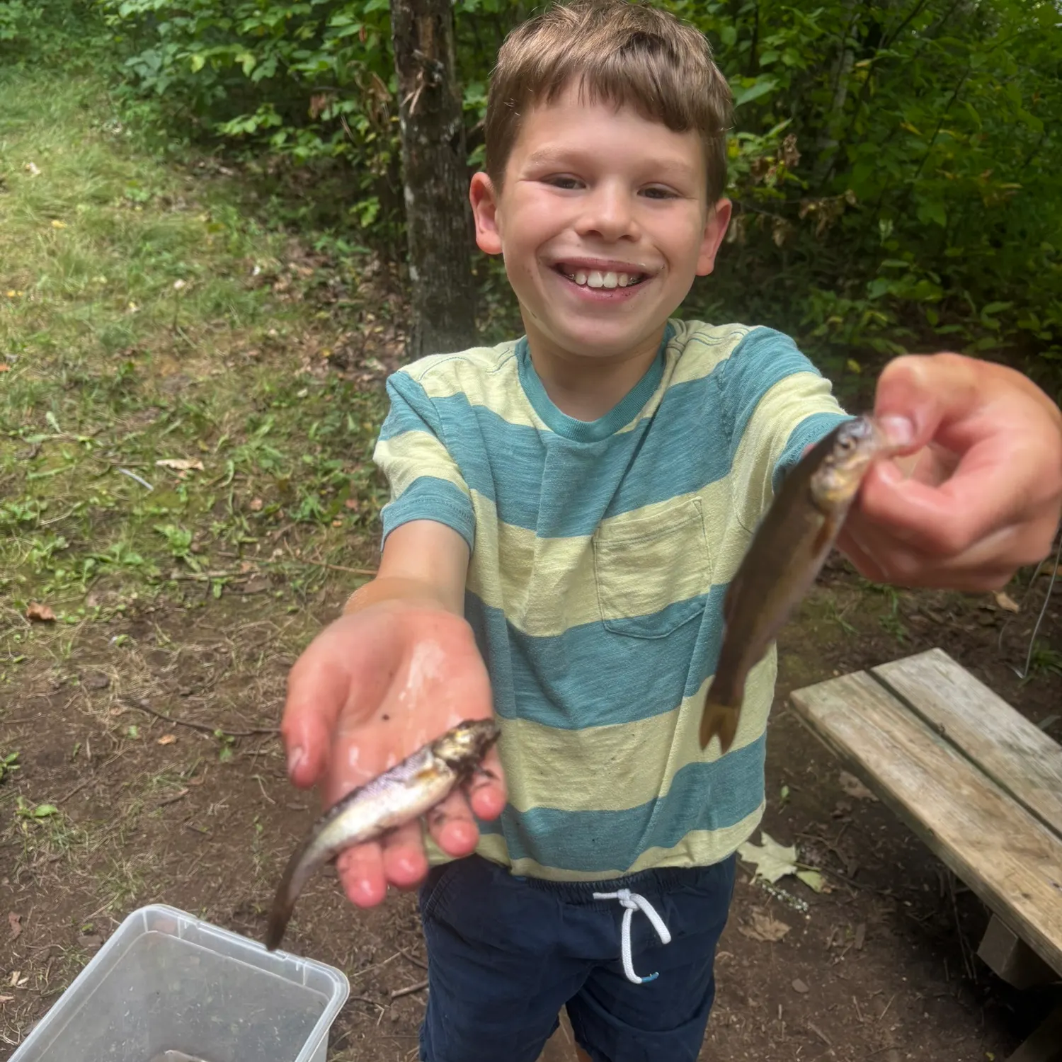 Creek chub caught on Fishbrain