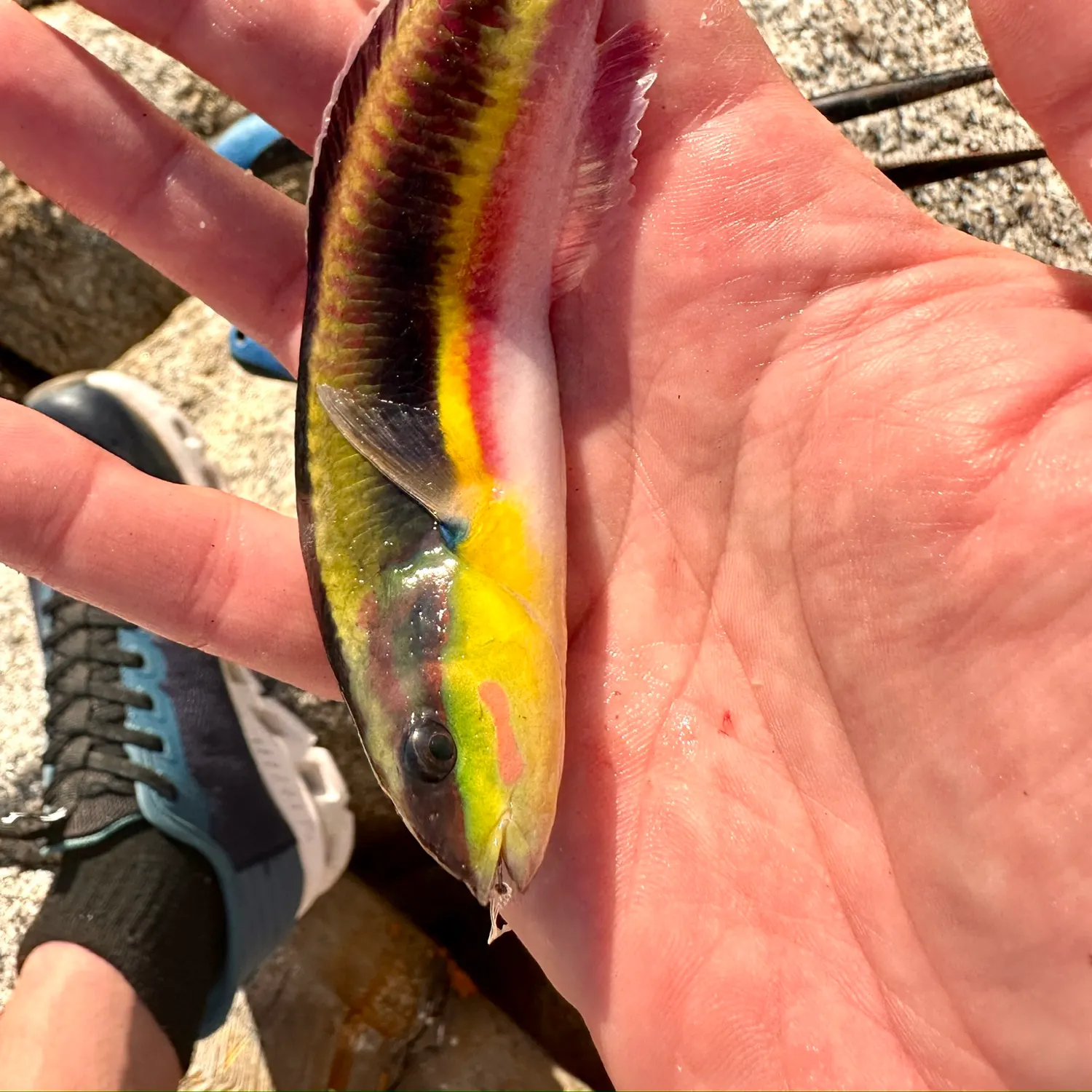 The most recent Cortez rainbow wrasse catches on Fishbrain