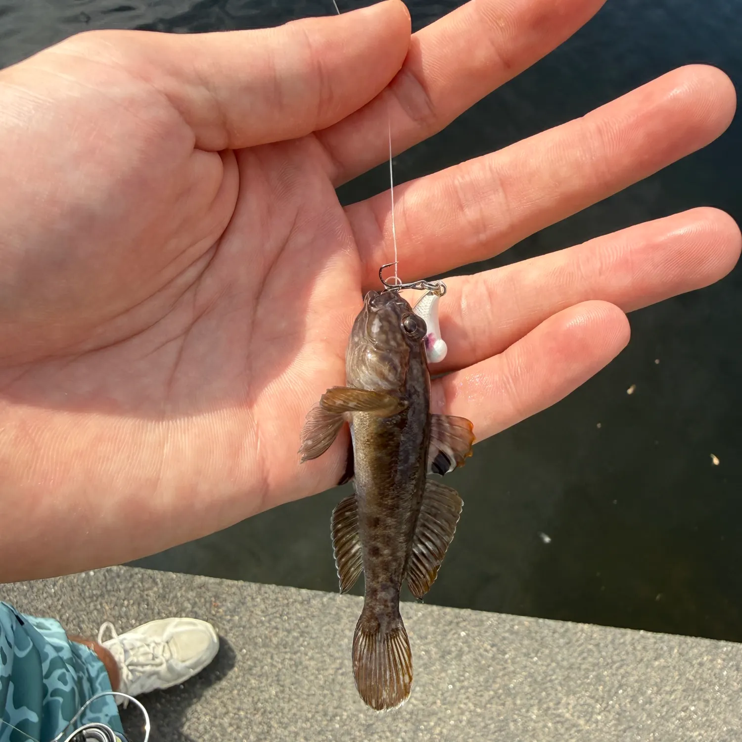 Round goby caught on Fishbrain