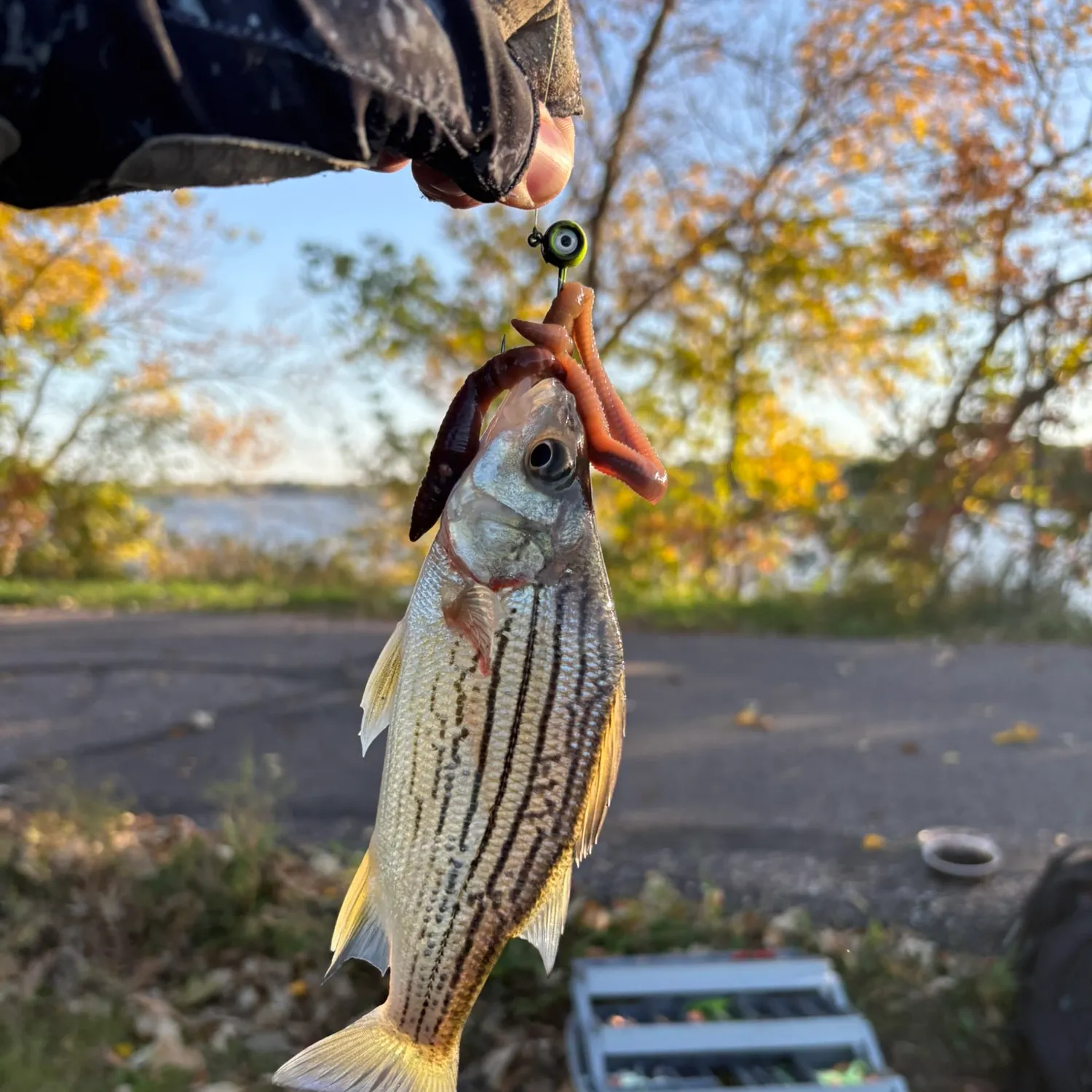Yellow bass caught on Fishbrain
