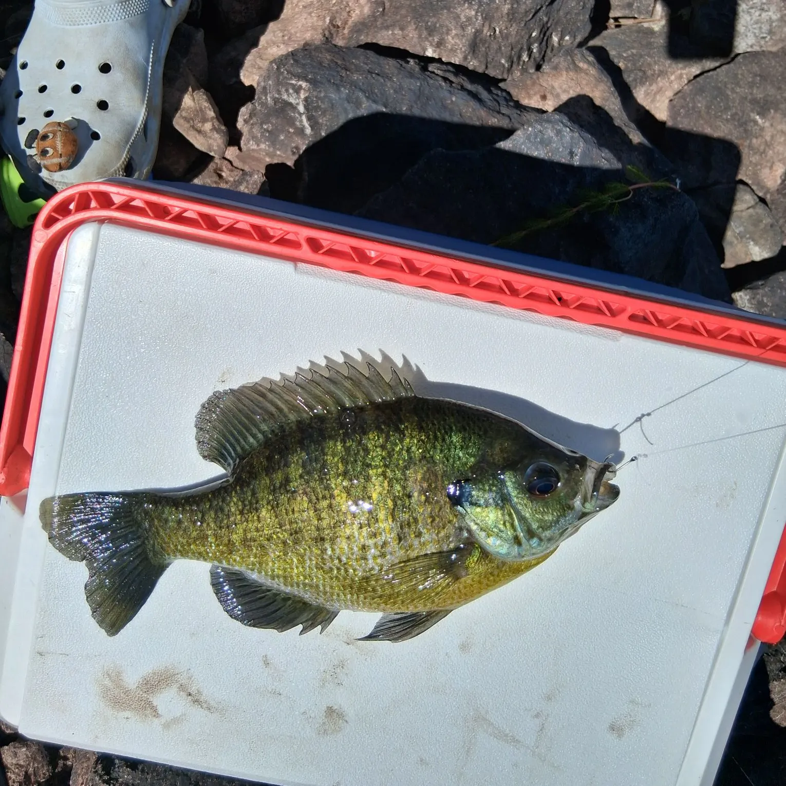 Bluegill caught on Fishbrain