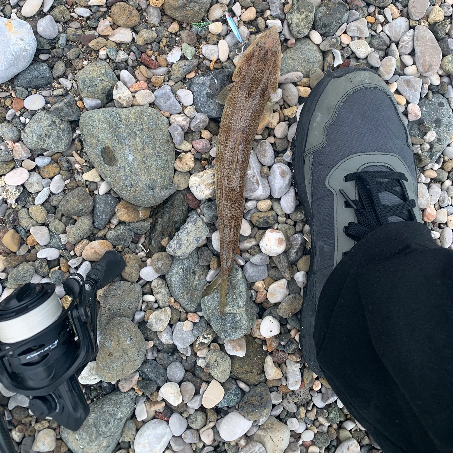 The most recent Atlantic lizardfish catches on Fishbrain