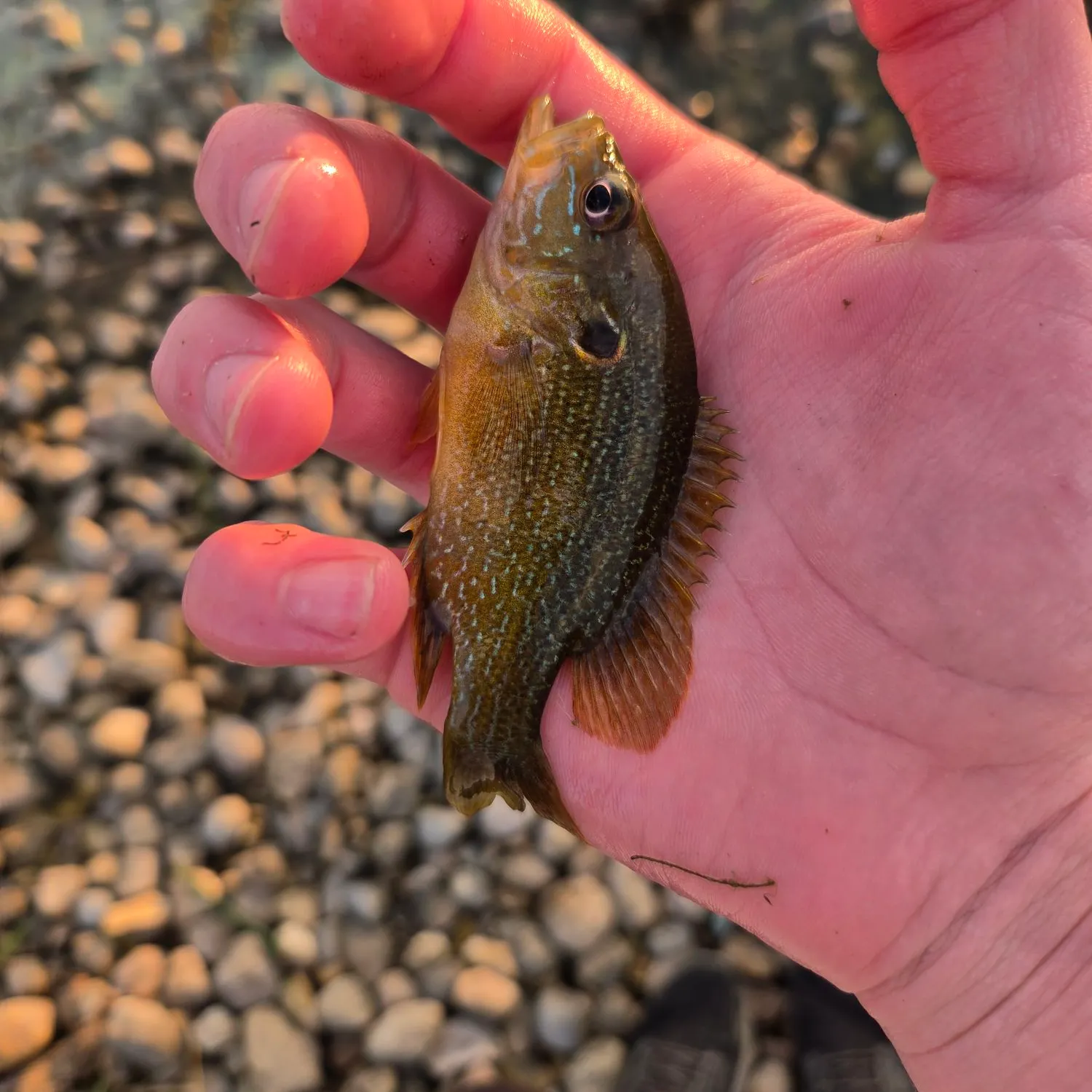 Green sunfish caught on Fishbrain