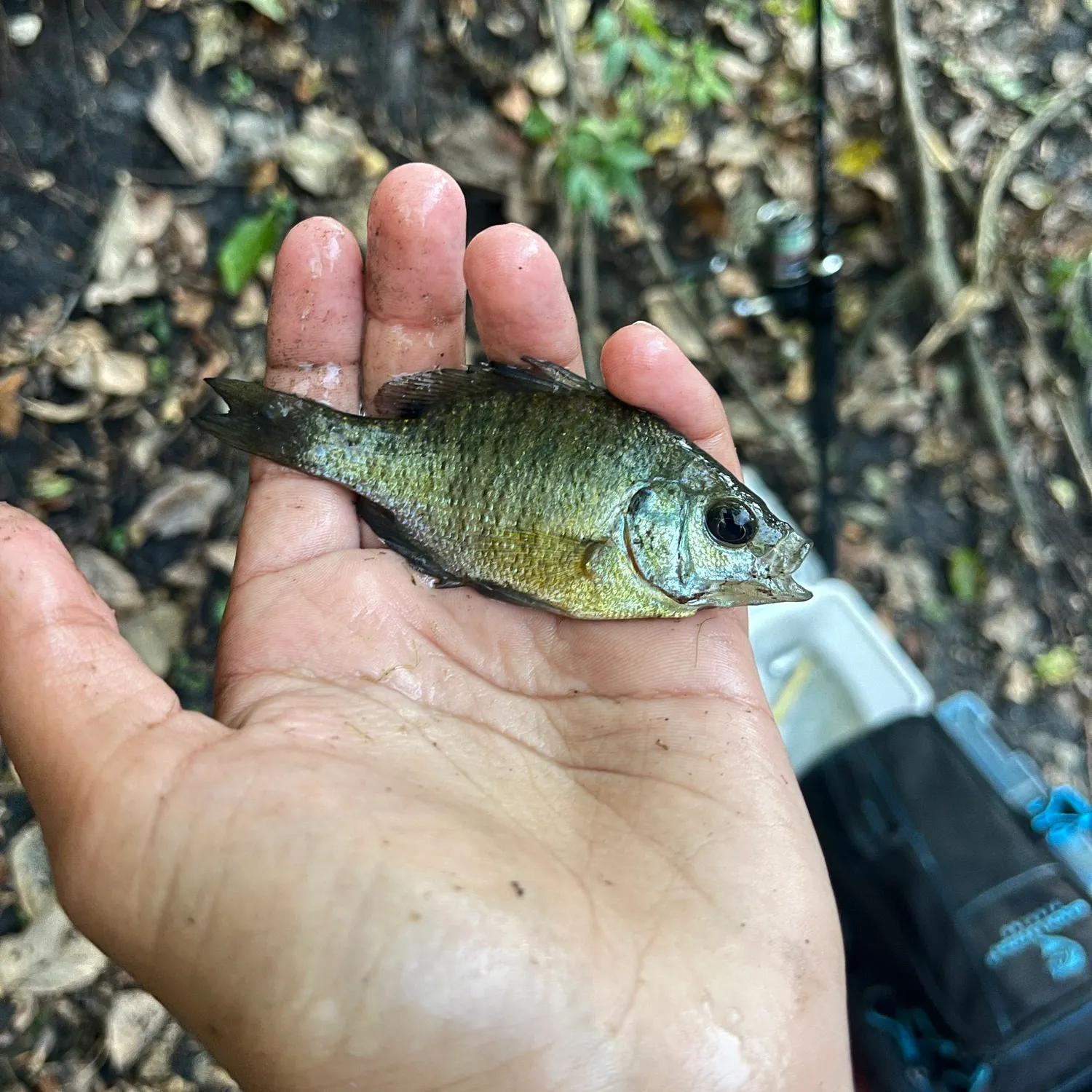 Bluegill caught on Fishbrain