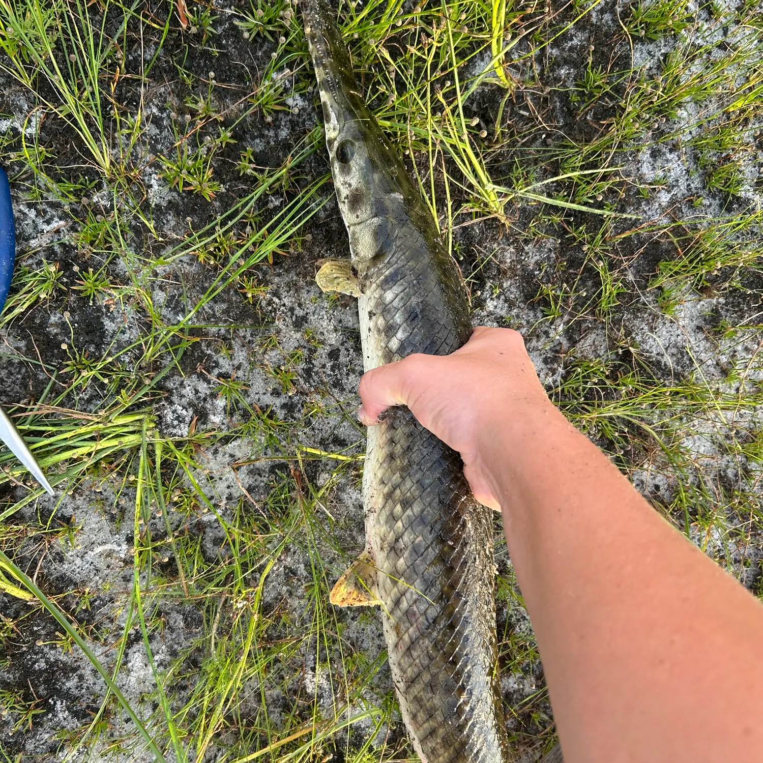 The most recent Florida gar catches on Fishbrain