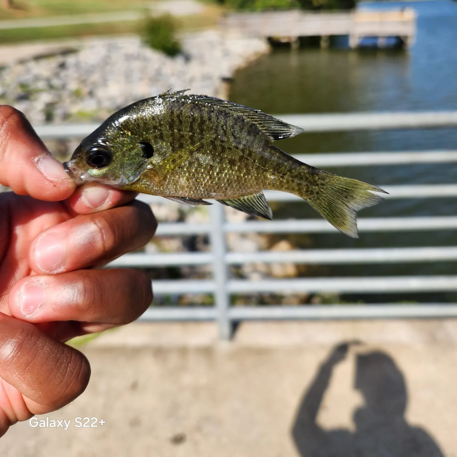 Bluegill caught on Fishbrain