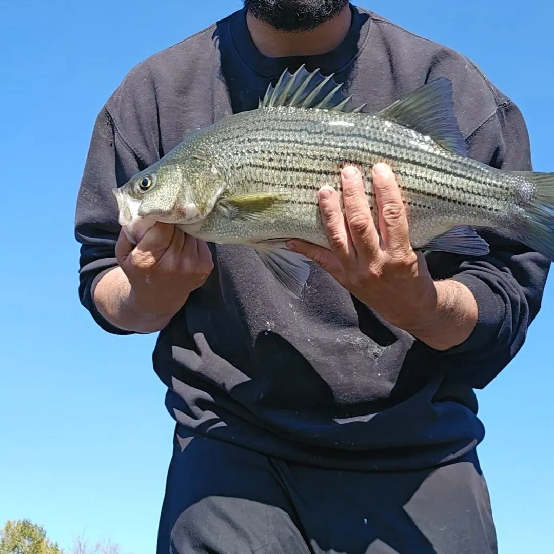 Wiper caught on Fishbrain