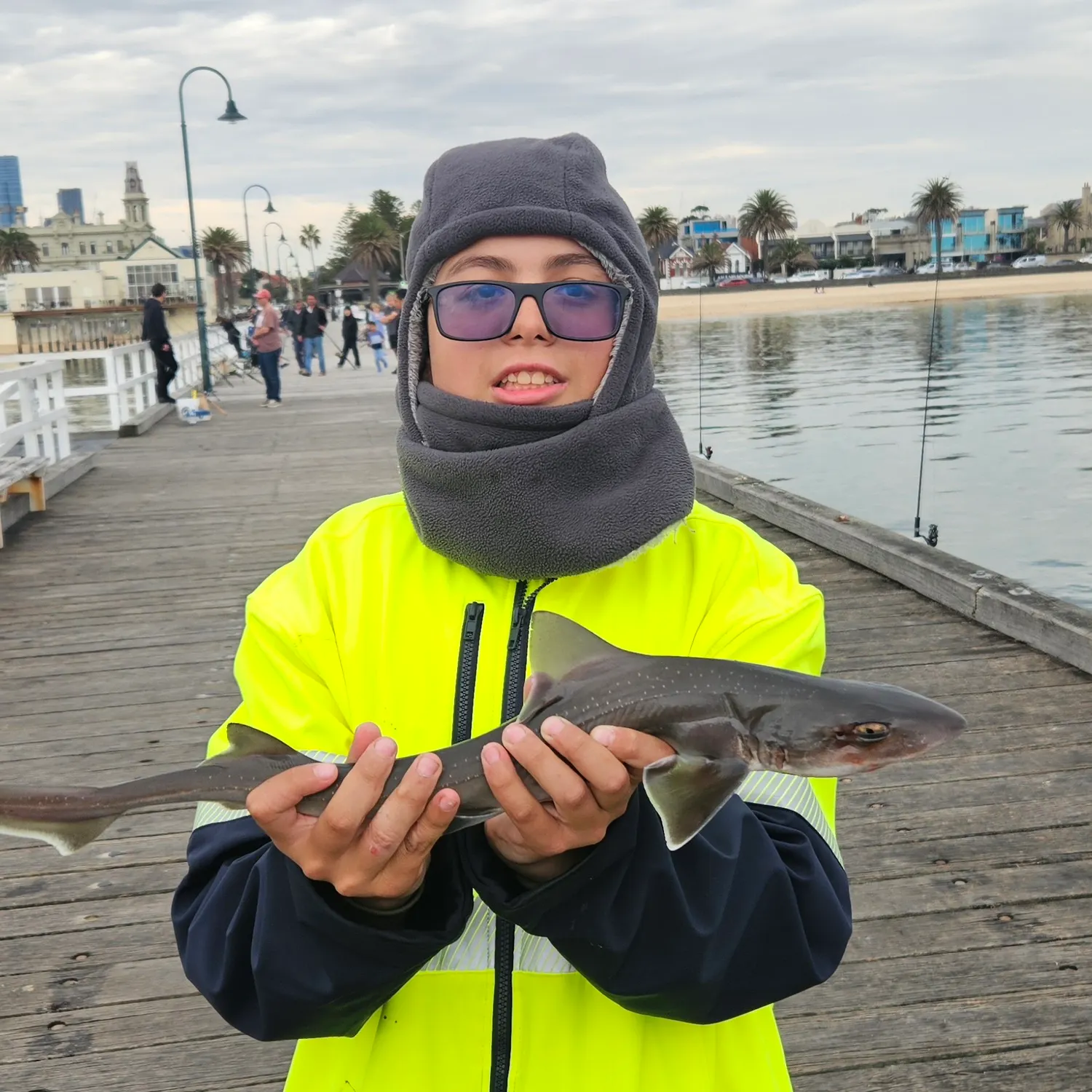 Gummy shark caught on Fishbrain