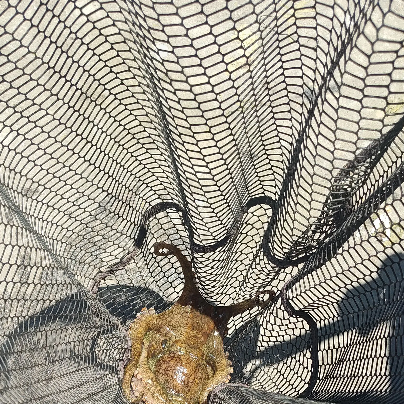 The most recent California two-spot octopus catches on Fishbrain