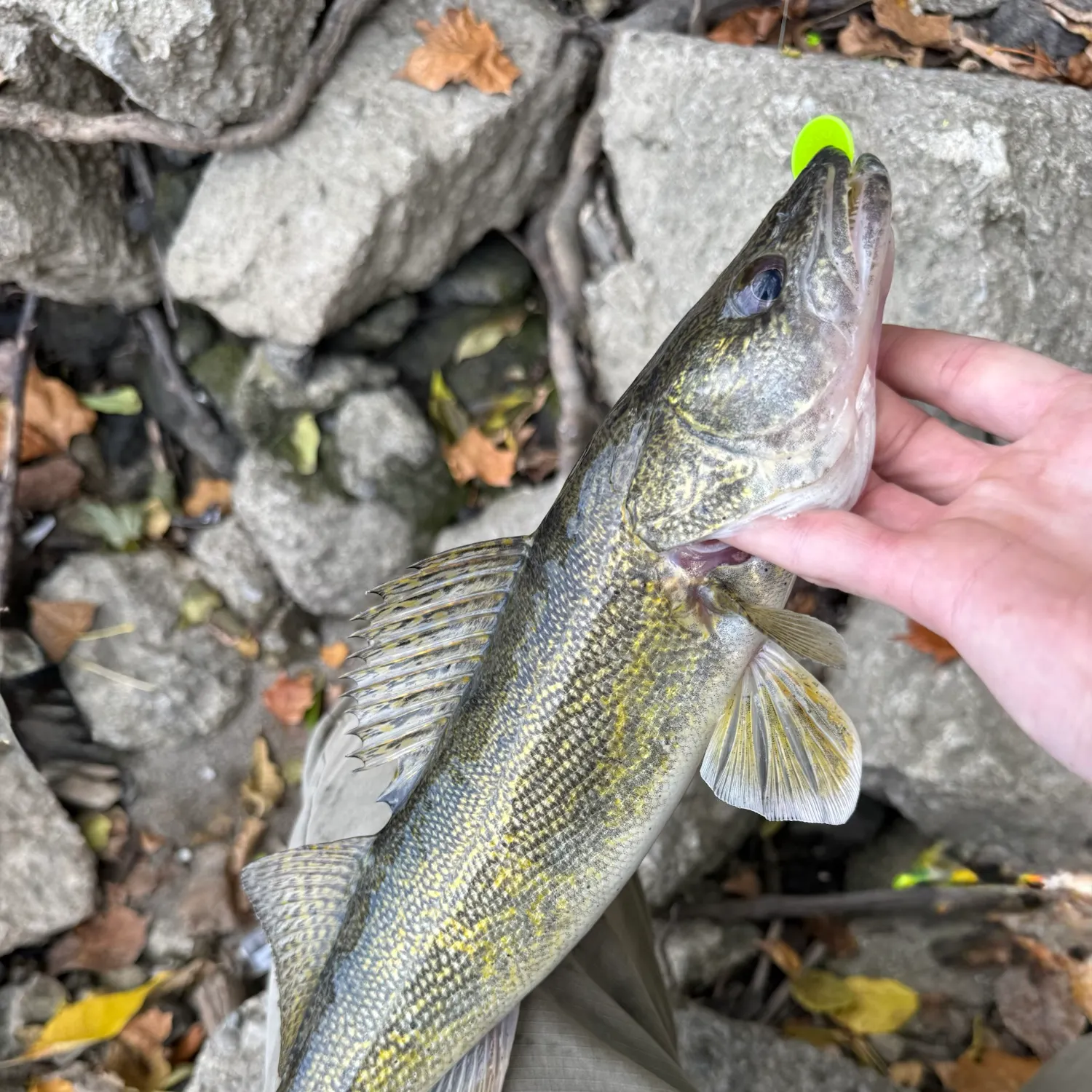 Sauger caught on Fishbrain