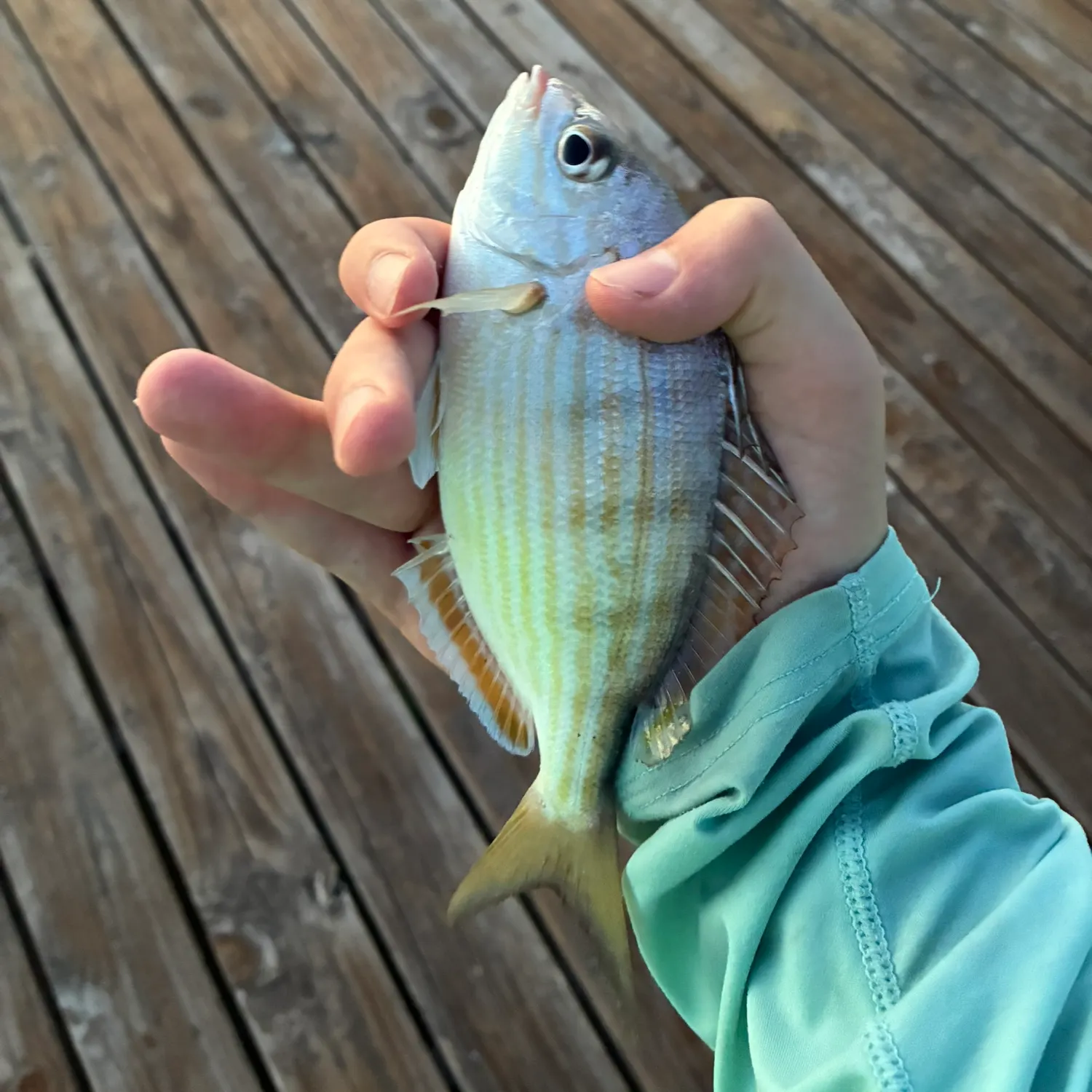 Pinfish caught on Fishbrain