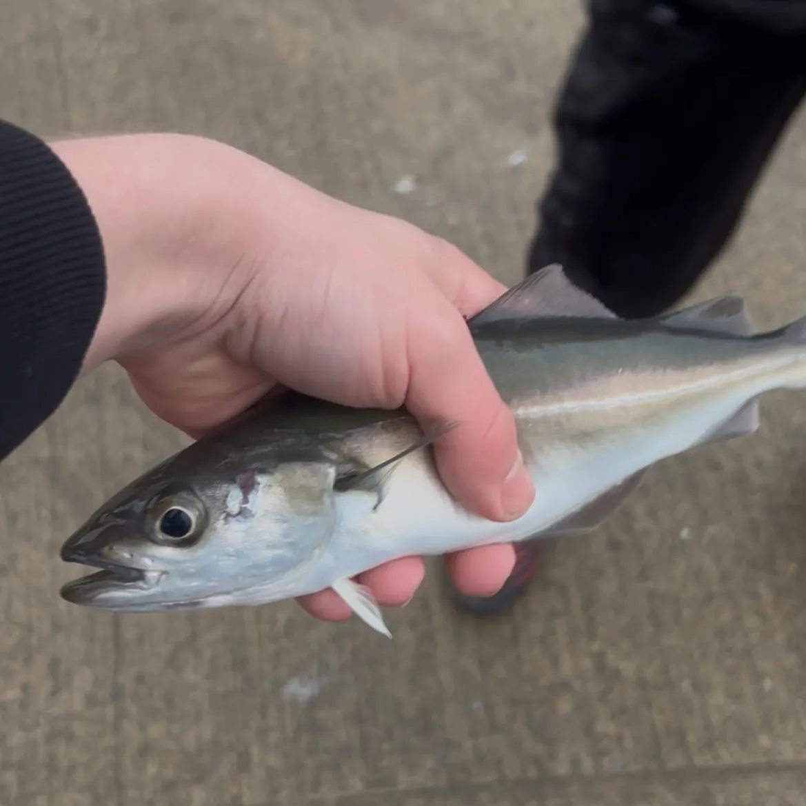 The most recent Atlantic pollock catches on Fishbrain