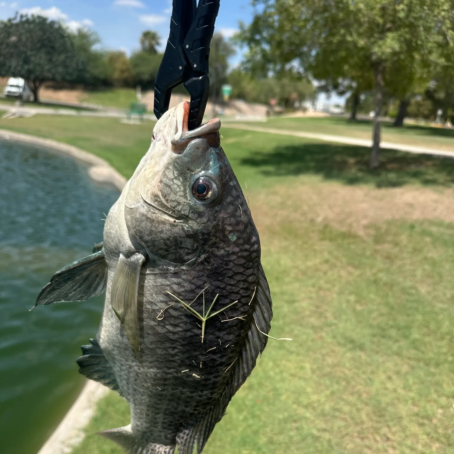 Blue tilapia caught on Fishbrain