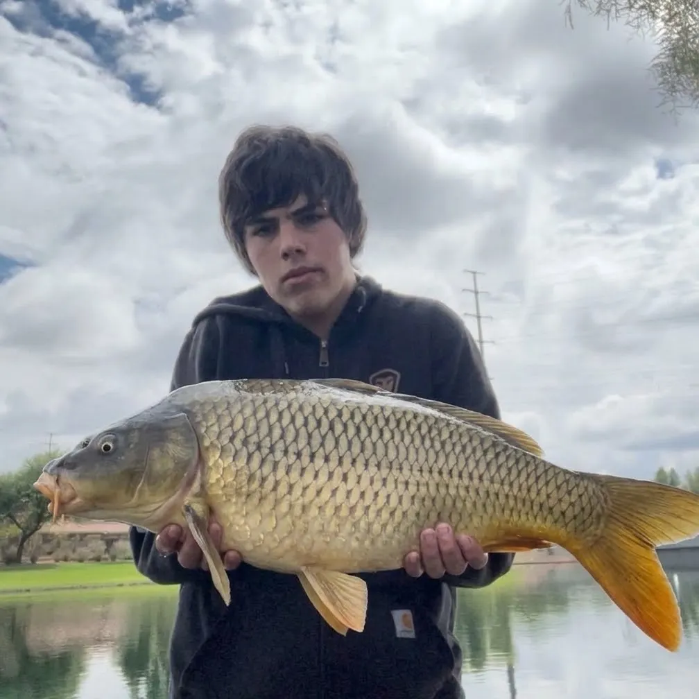 Common carp caught on Fishbrain
