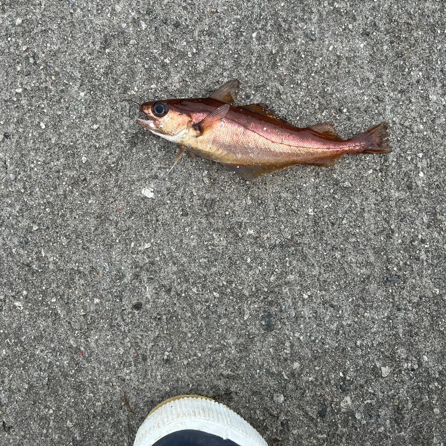 Poor cod caught on Fishbrain