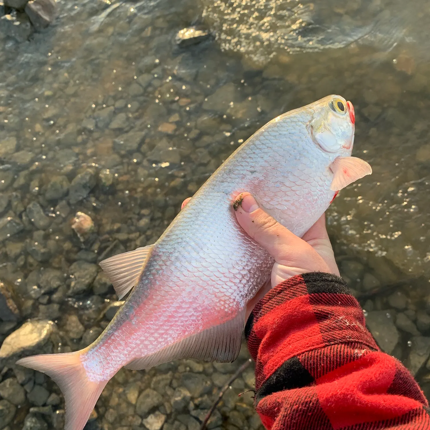 The most recent Goldeye catches on Fishbrain