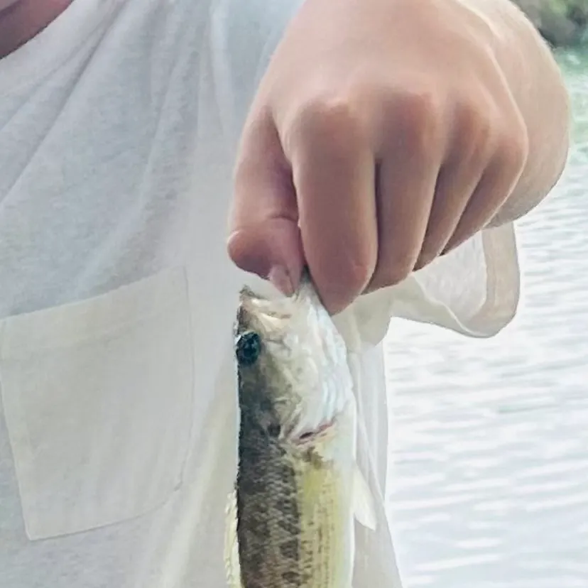 Spotted bass caught on Fishbrain