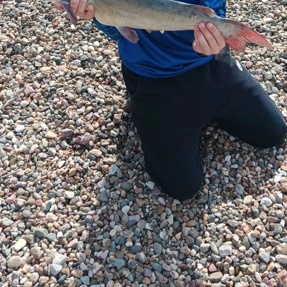 Channel catfish caught on Fishbrain