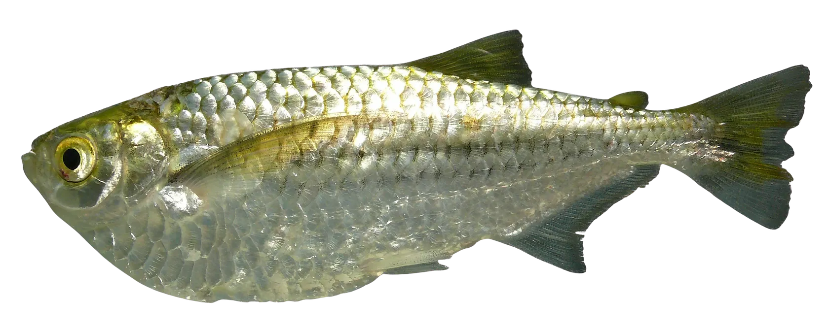 Dusky narrow hatchetfish